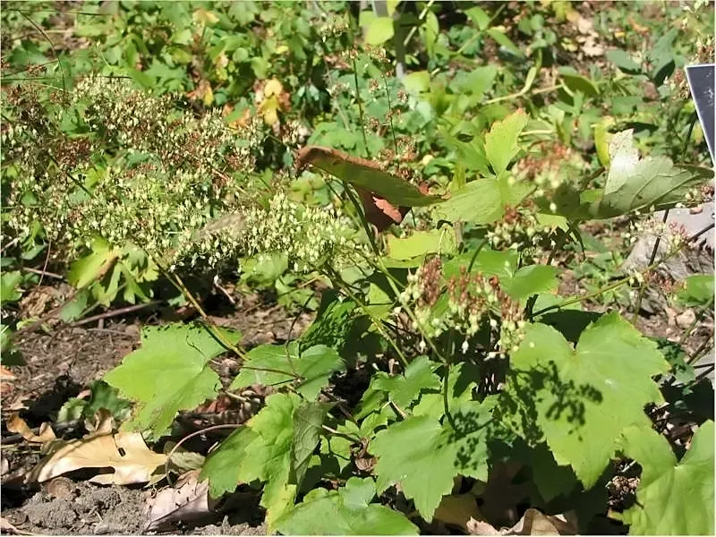 Hairy Alumroot (Heuchera Villosa) — Its foliage presents a dynamic range of colors from green to maroon