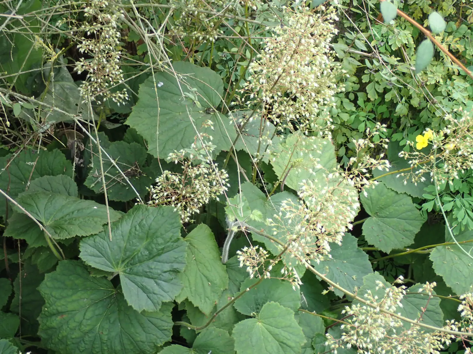 Hairy Alumroot (Heuchera Villosa) — ranging from green to maroon
