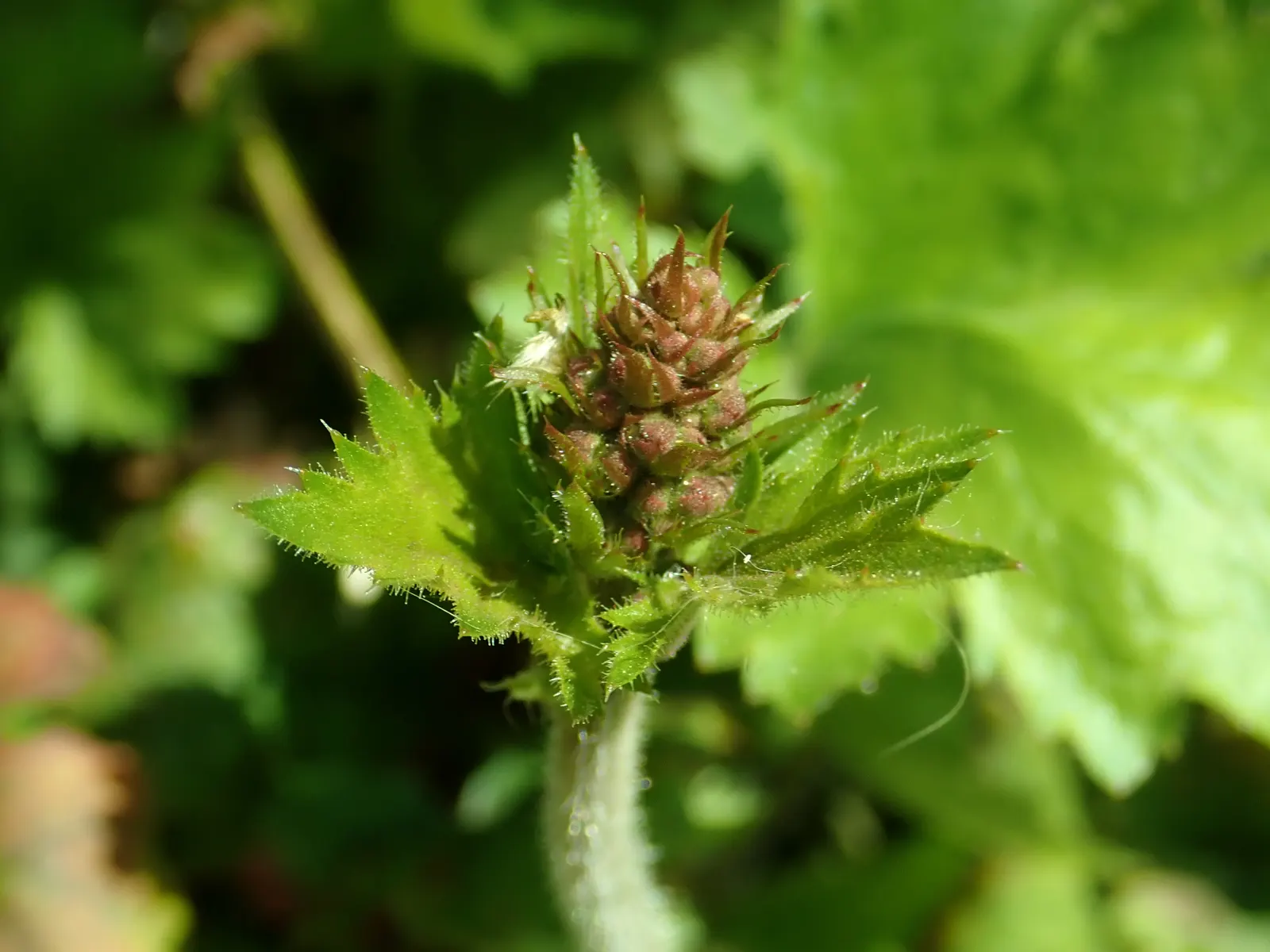 Hairy Alumroot (Heuchera Villosa) — hairy leaves that span between 4 and 8 inches in breadth