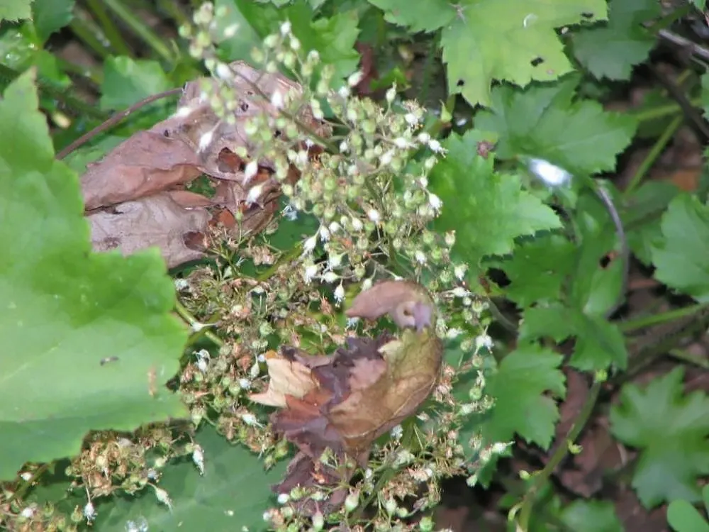 Hairy Alumroot (Heuchera Villosa) — but what it lacks in size