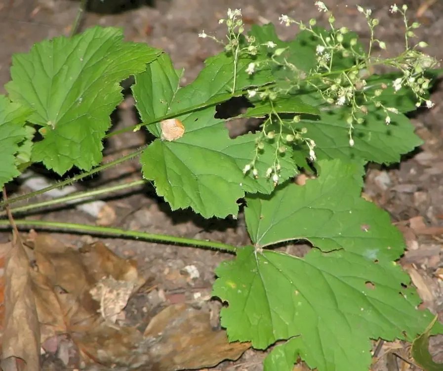 Hairy Alumroot (Heuchera Villosa) — this hardy plant thrives in USDA Hardiness Zones 4 to 9