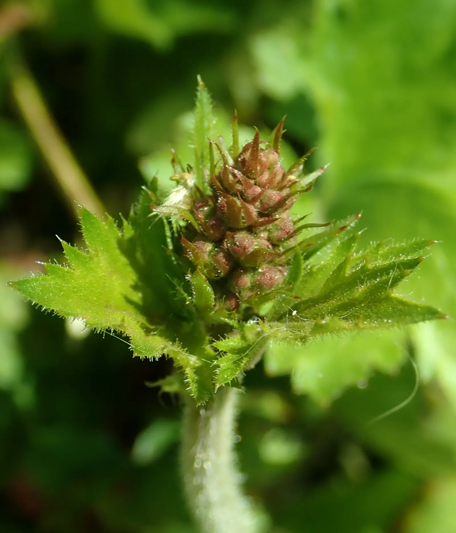 Hairy Alumroot (Heuchera Villosa) — it makes up for in visual impact
