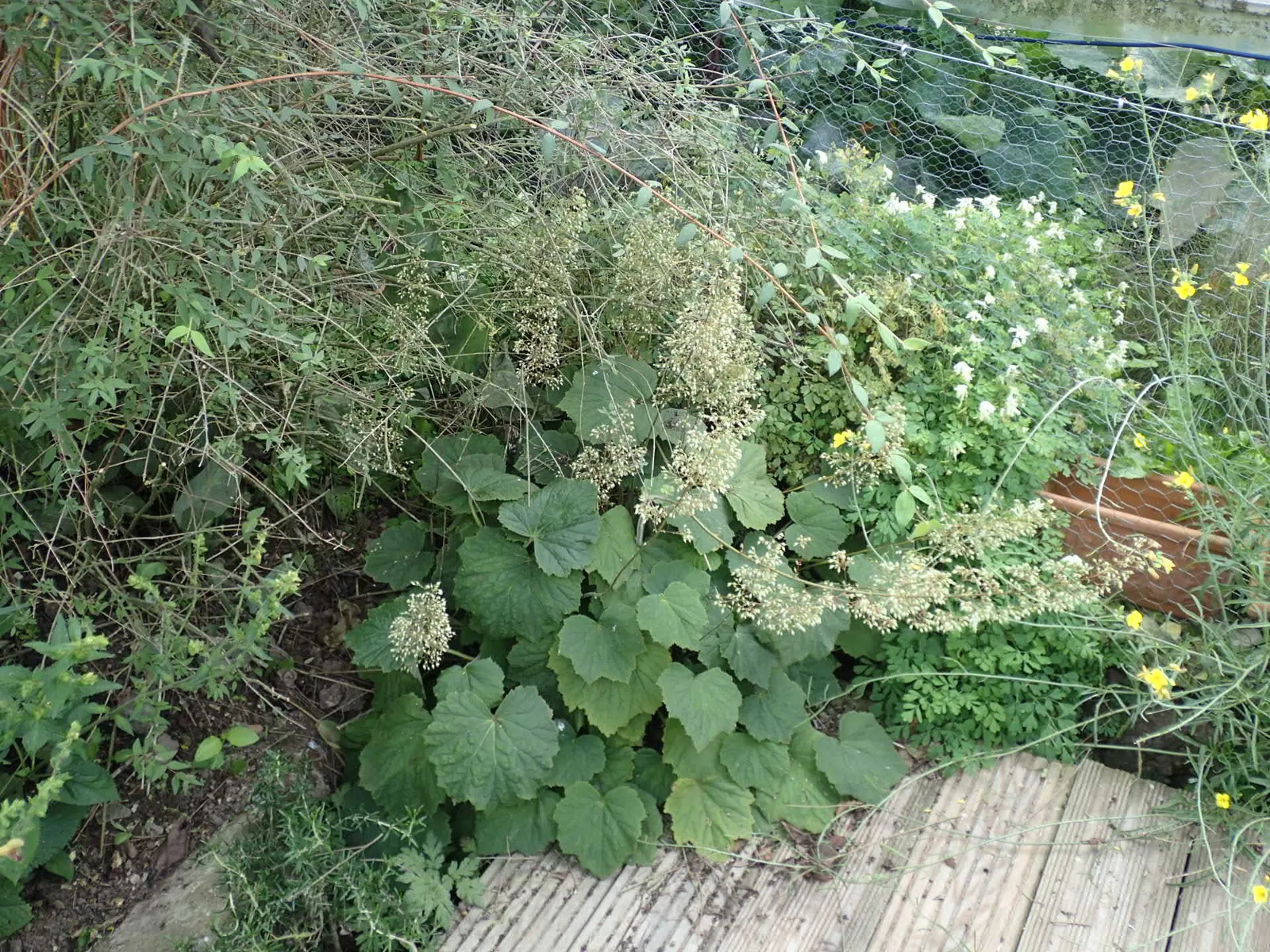 Hairy Alumroot (Heuchera Villosa) — ground cover / perennial with pink and white blooms