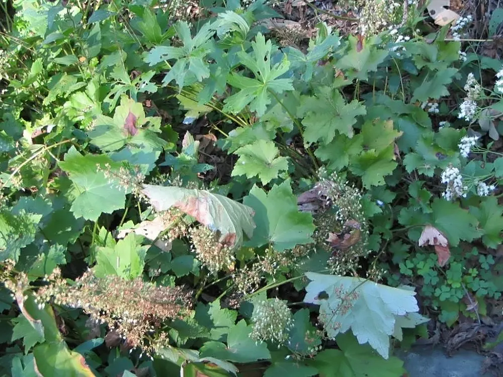Hairy Alumroot (Heuchera Villosa) — Hairy Alumroot has a rich texture that adds depth to garden designs