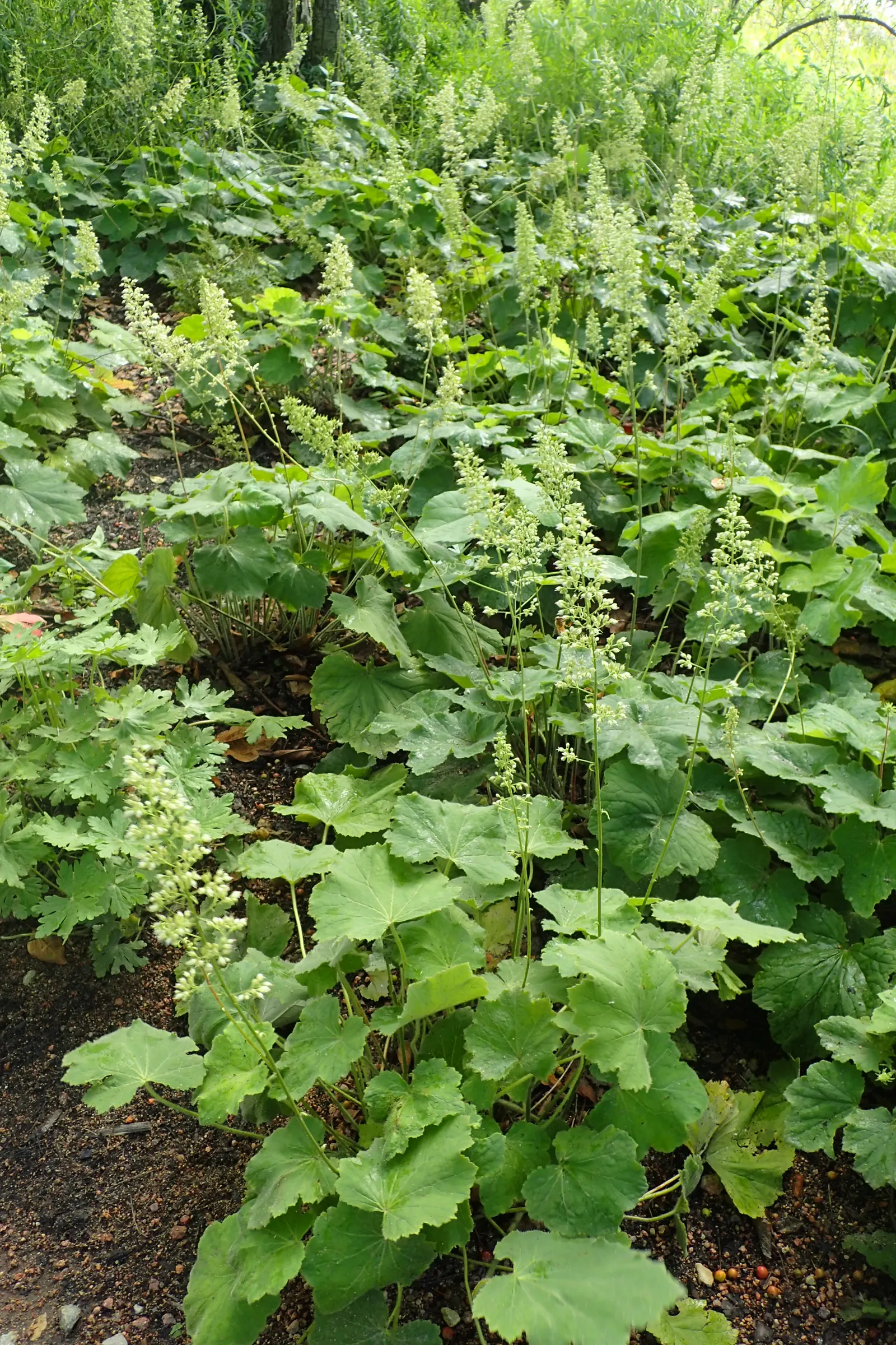 Hairy Alumroot (Heuchera Villosa) — it thrives in well-drained soil