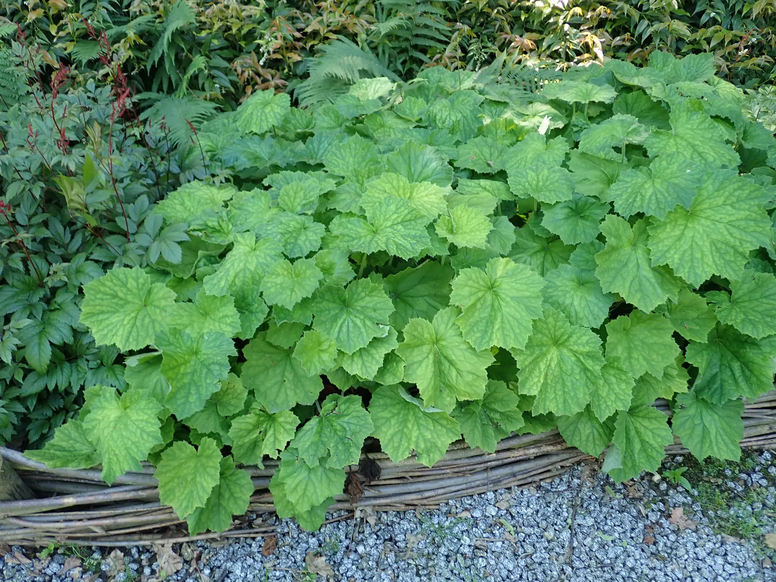 Hairy Alumroot (Heuchera Villosa) — particularly in cooler climates