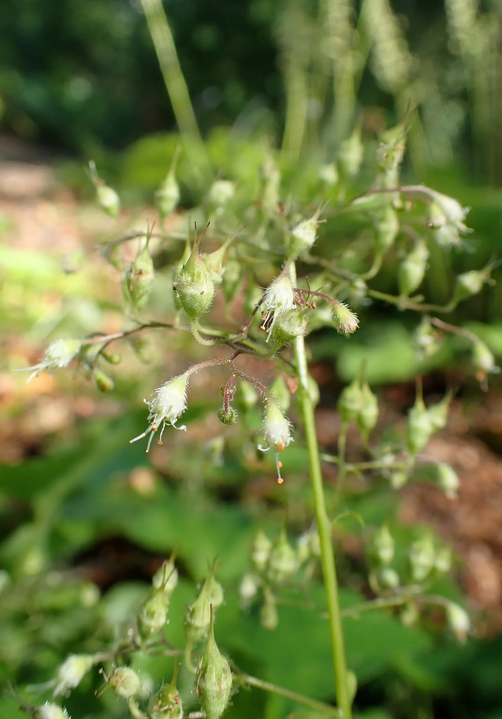 Hairy Alumroot (Heuchera Villosa) — extending the plant's height an additional 18 to 24 inches