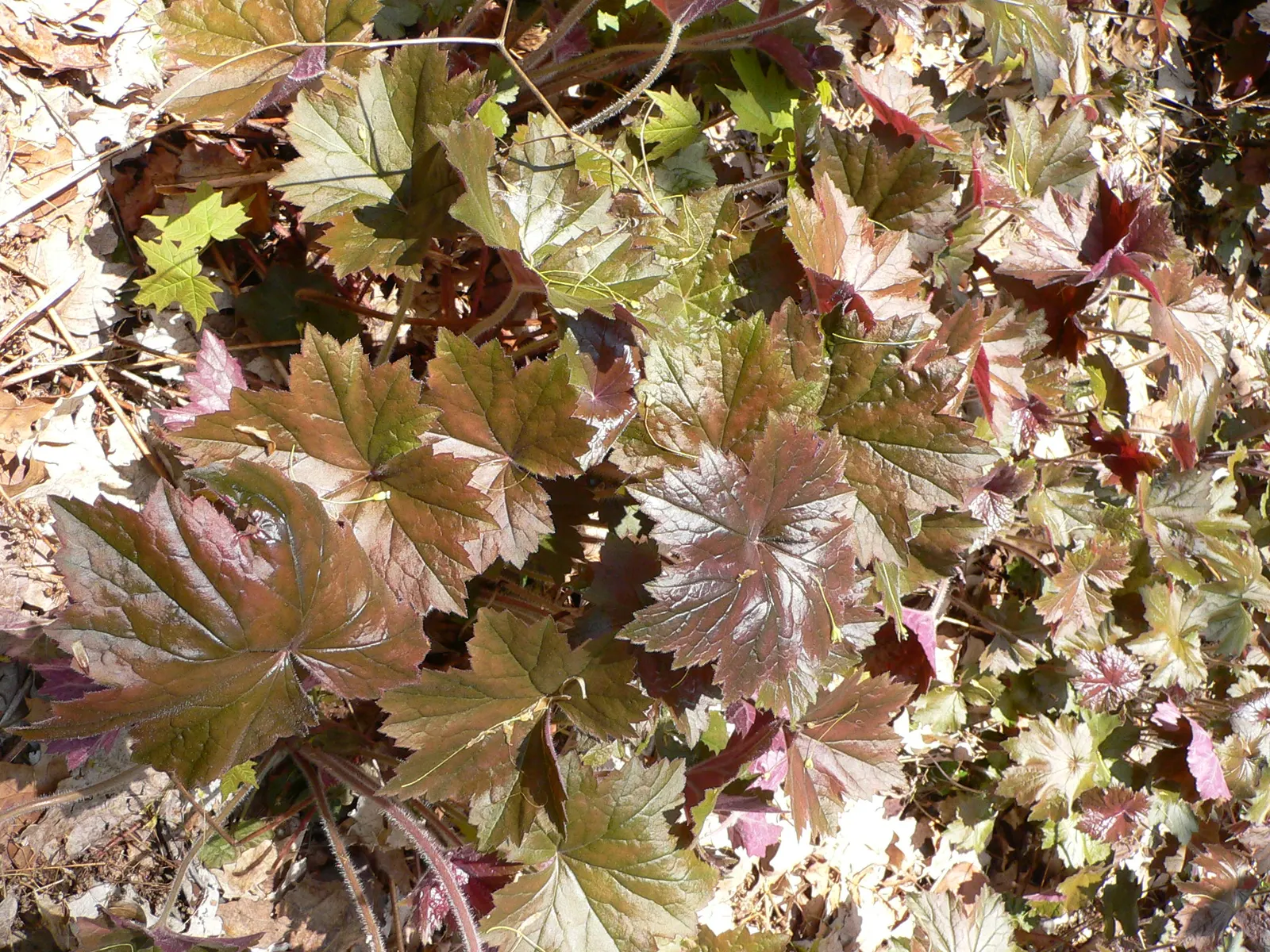 Hairy Alumroot (Heuchera Villosa) — These blooms add a delicate touch of white to light pink hues