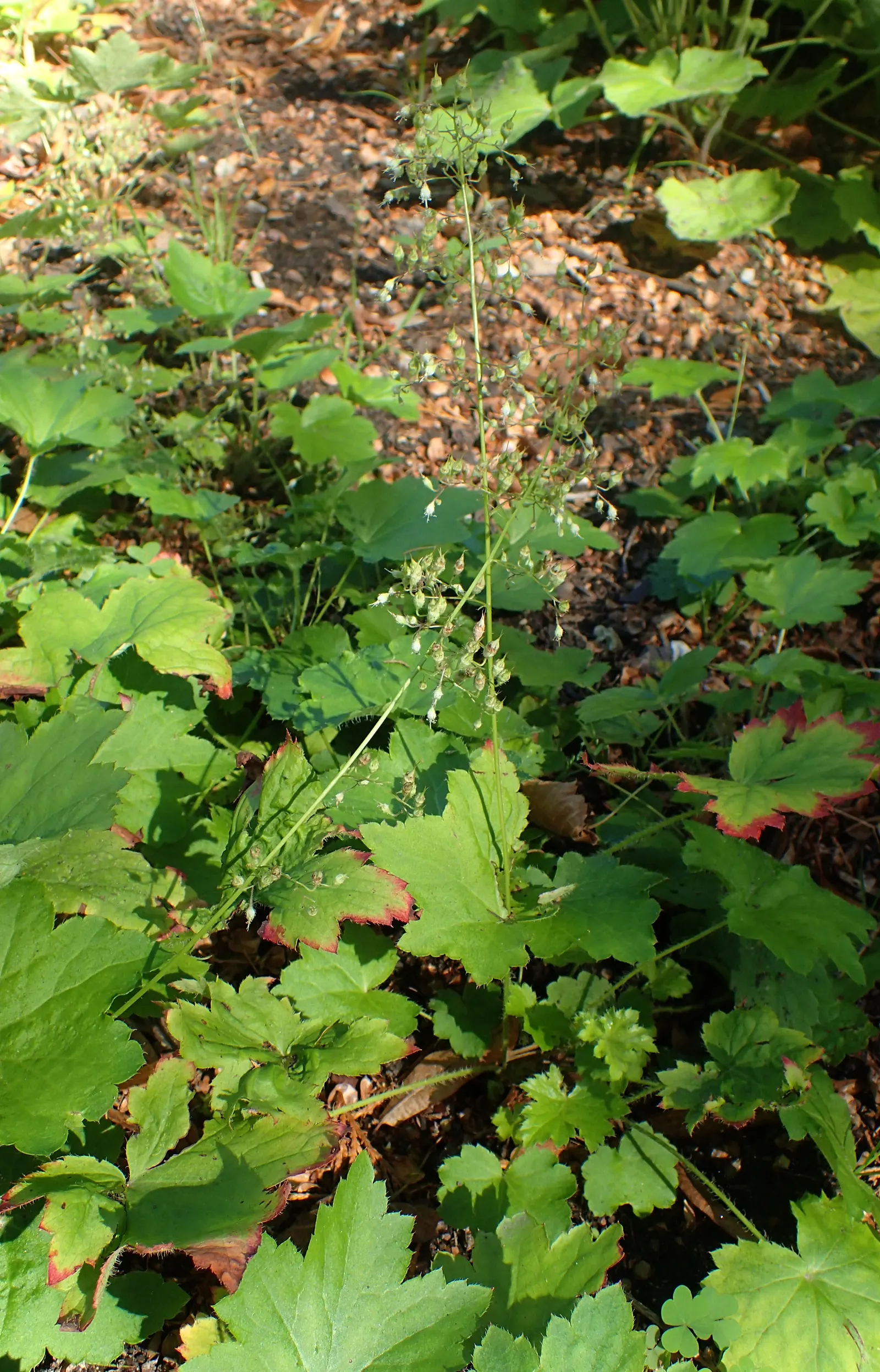 Hairy Alumroot (Heuchera Villosa) — and adding texture to woodland settings