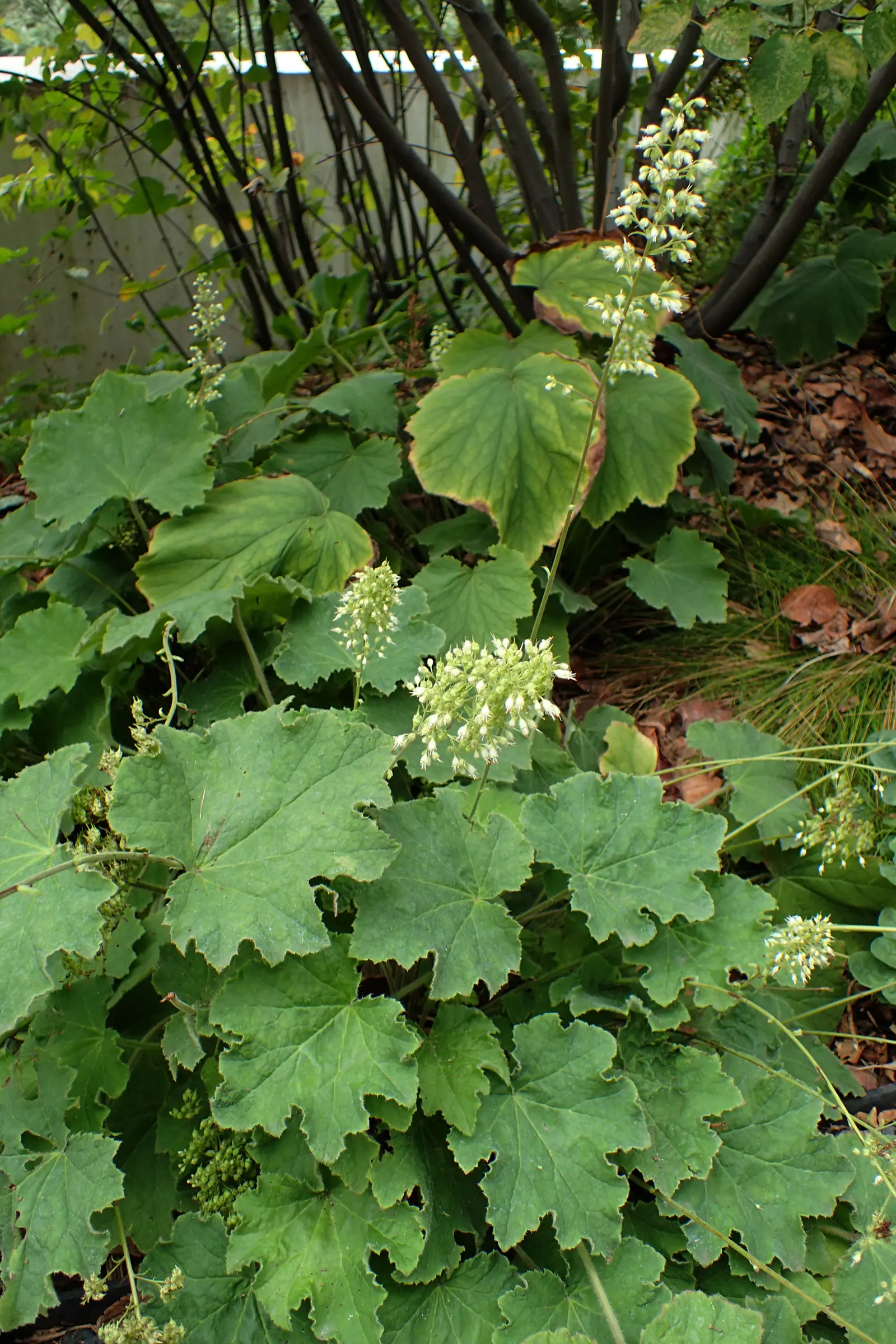 Hairy Alumroot (Heuchera Villosa) — bringing versatile and enduring beauty to their landscape design
