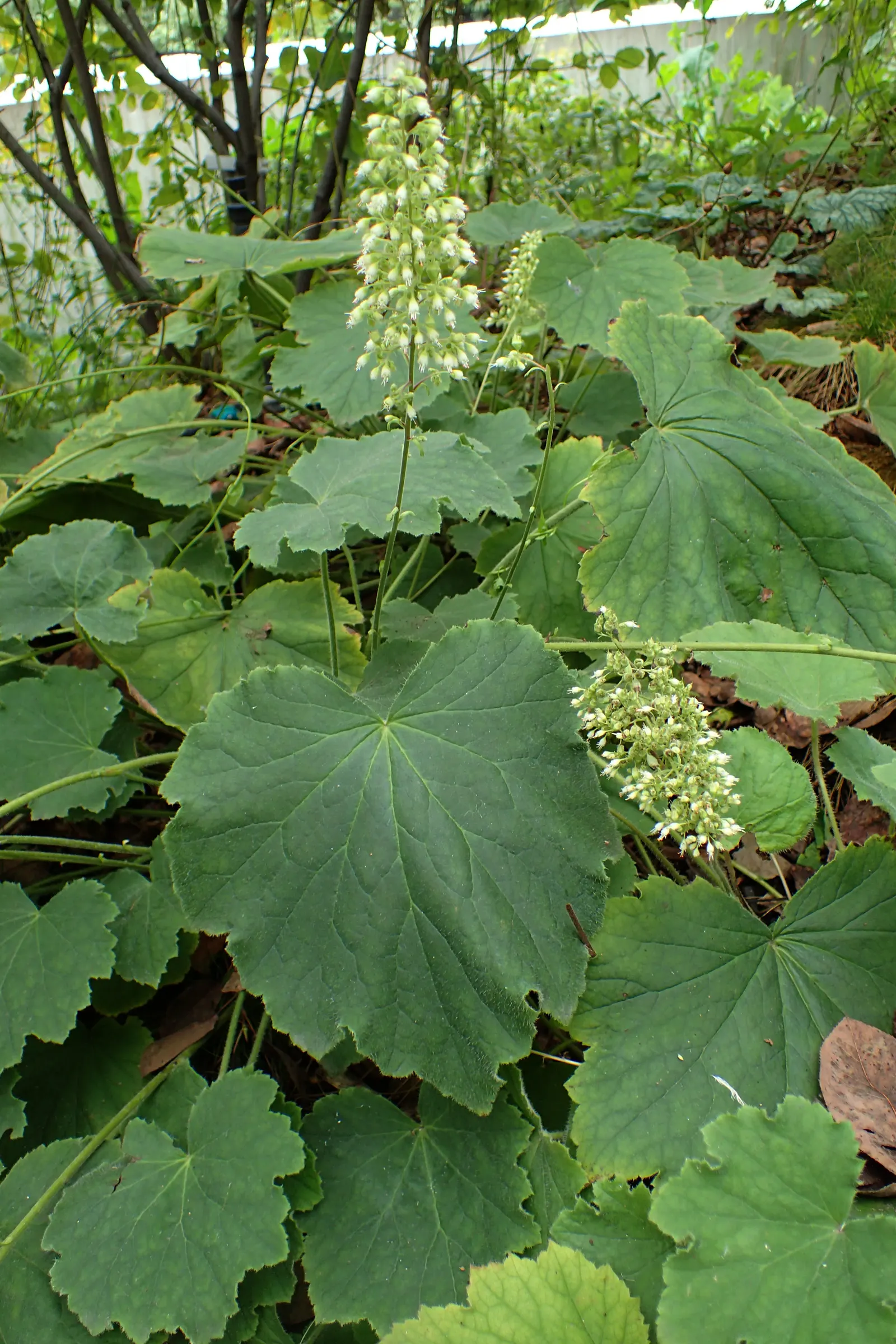 Hairy Alumroot (Heuchera Villosa) — it thrives in well-drained soil; hairy leaves that span between 4 and 8 inches in breadth