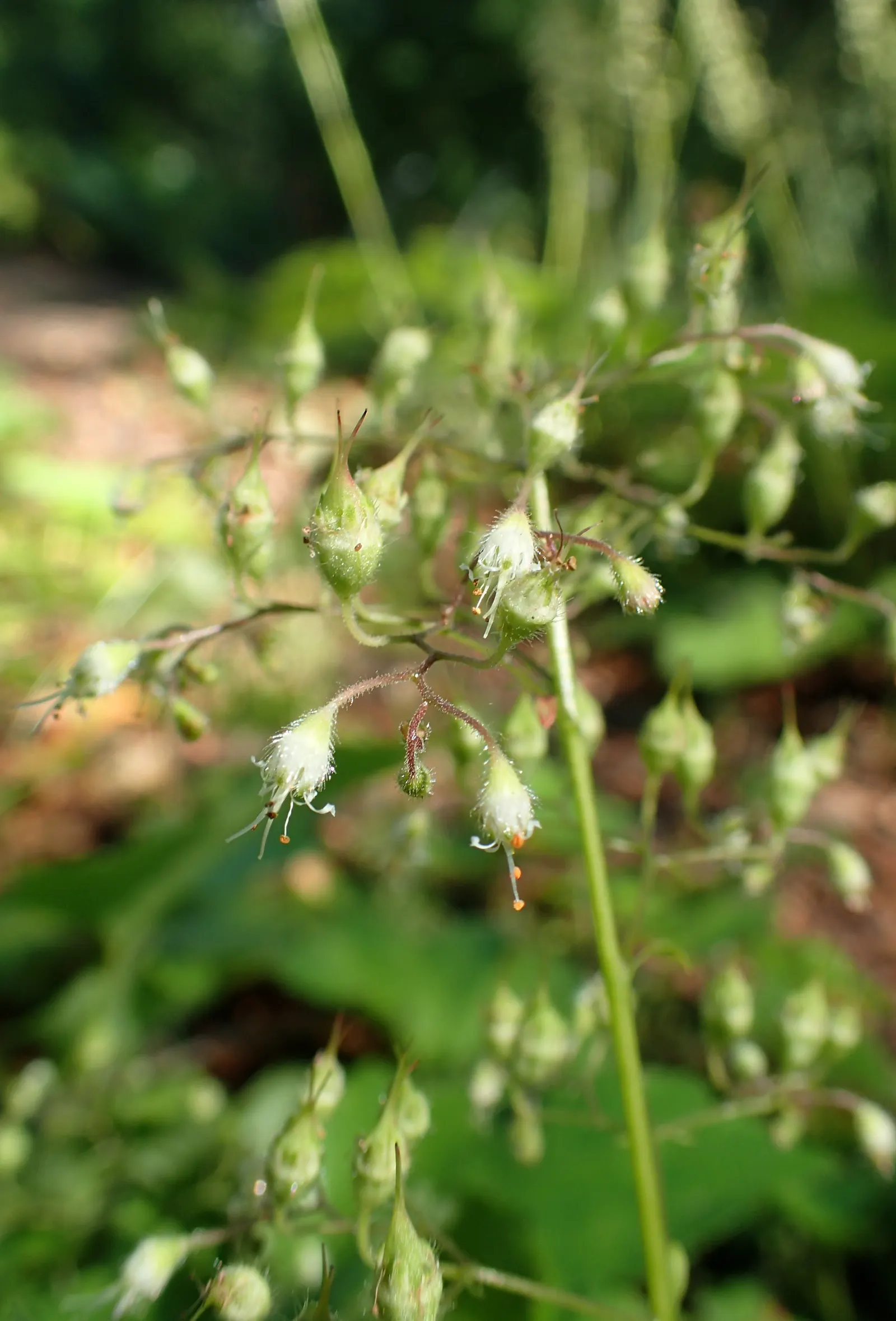Hairy Alumroot (Heuchera Villosa) — It's best planted in well-drained soil that's rich in organic matter