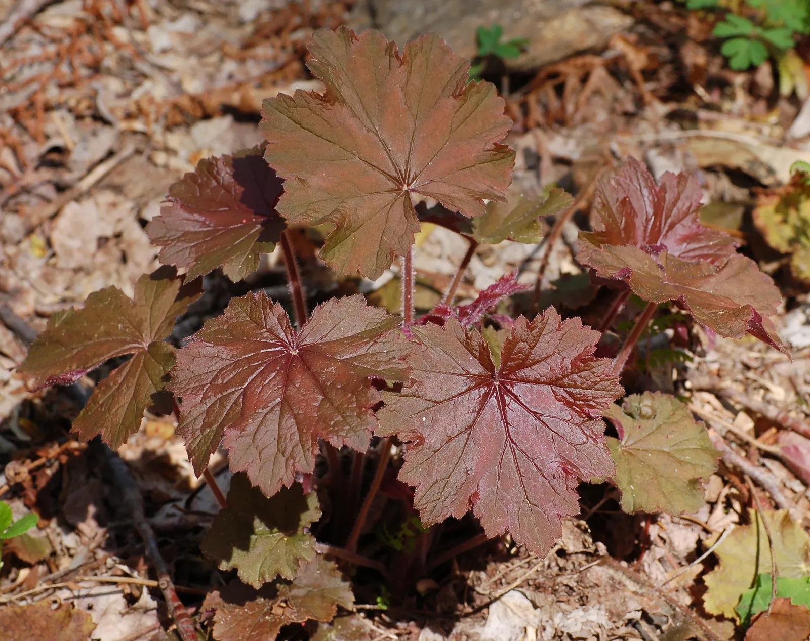 Hairy Alumroot (Heuchera Villosa) — provide a striking textural contrast in garden designs
