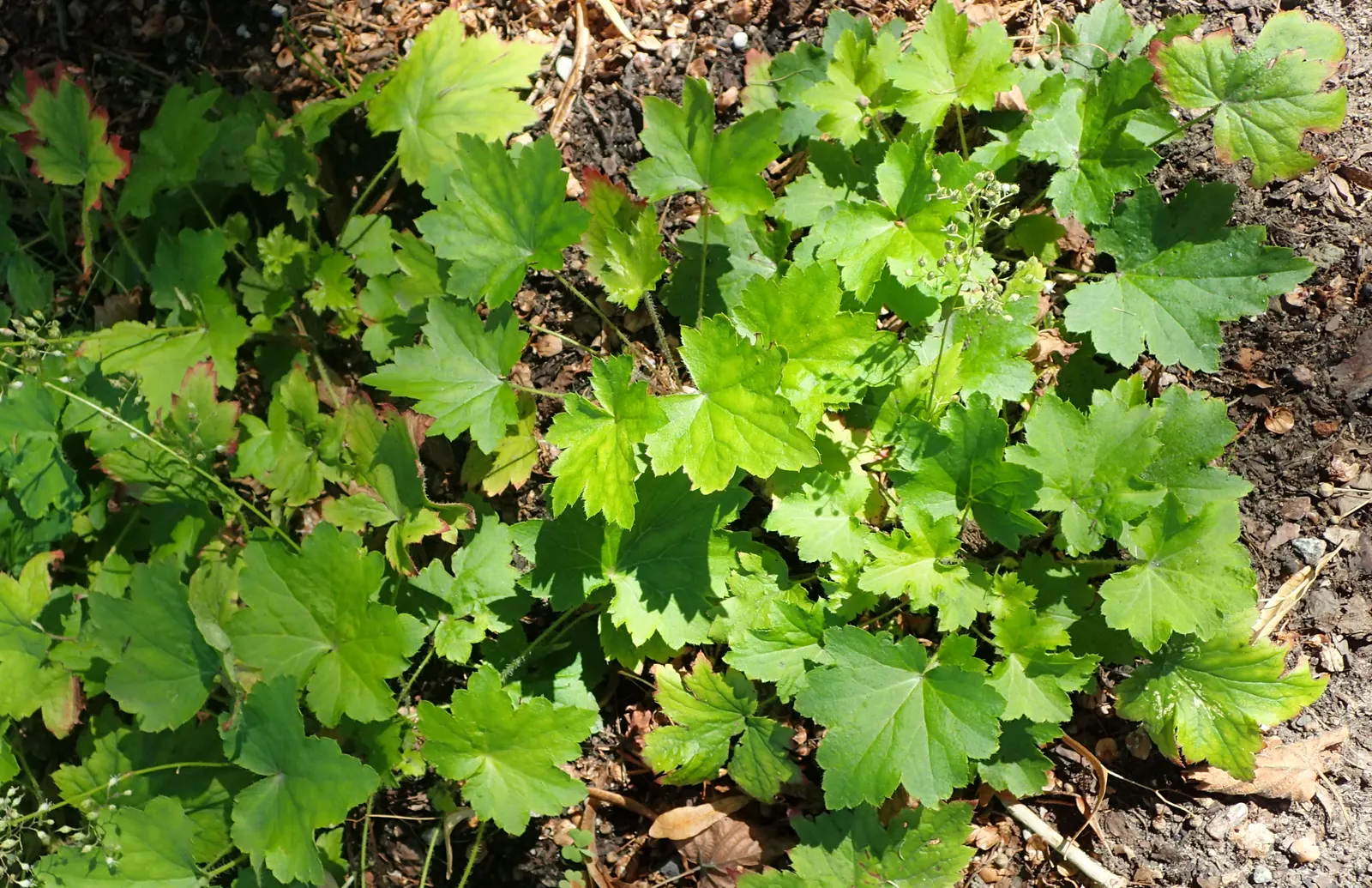 Hairy Alumroot (Heuchera Villosa) — ground cover / perennial for half or shade