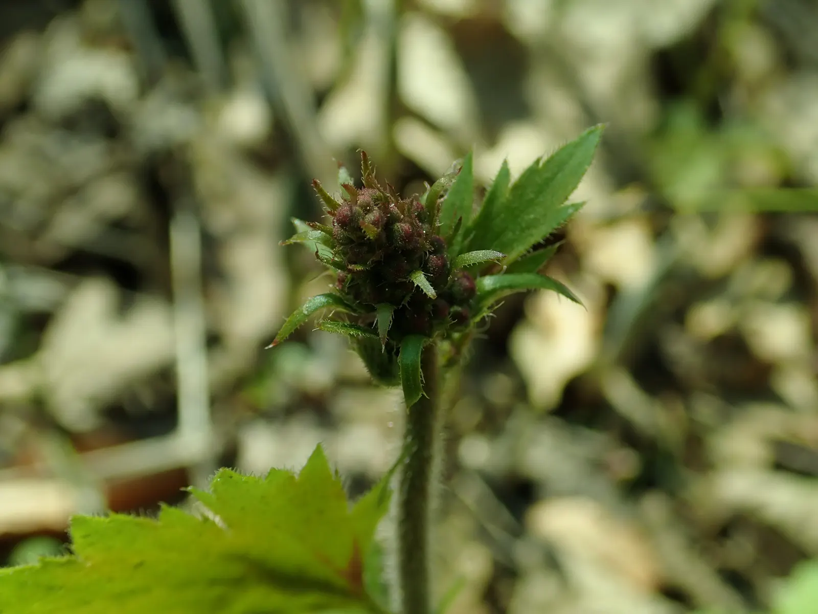 Hairy Alumroot (Heuchera Villosa) — Native to the southeastern United States