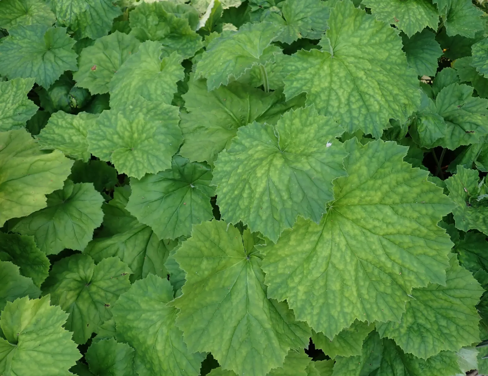 Hairy Alumroot (Heuchera Villosa) — pink and white flowers in the garden
