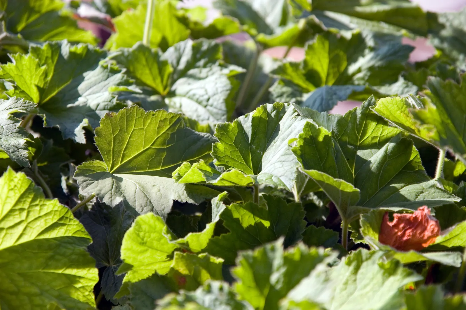 Hairy Alumroot (Heuchera Villosa) — reaching 12-18 inches in height and spreading 12-24 inches wide; slender stems rise above the foliage