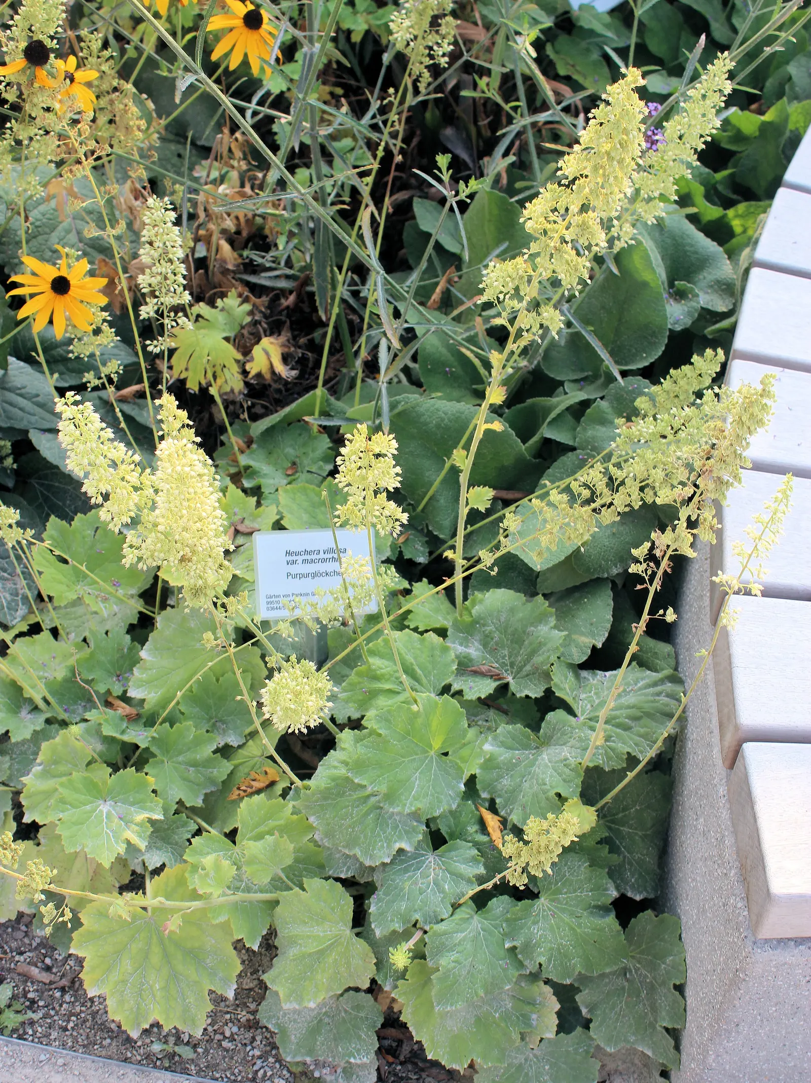 Hairy Alumroot (Heuchera Villosa) — reaching 12-18 inches in height and spreading 12-24 inches wide