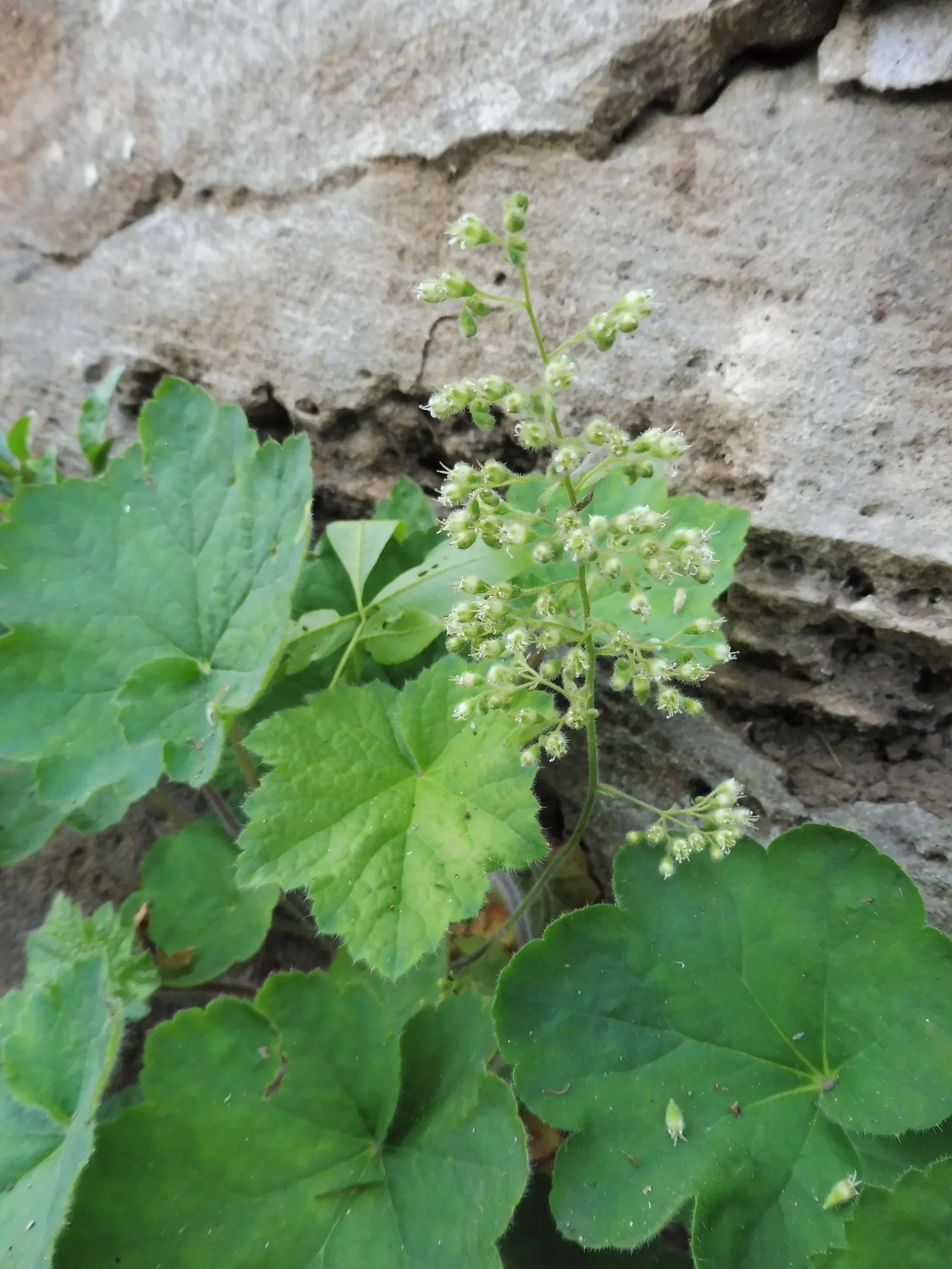 Hairy Alumroot (Heuchera Villosa) — capable of enduring brief periods of full sun