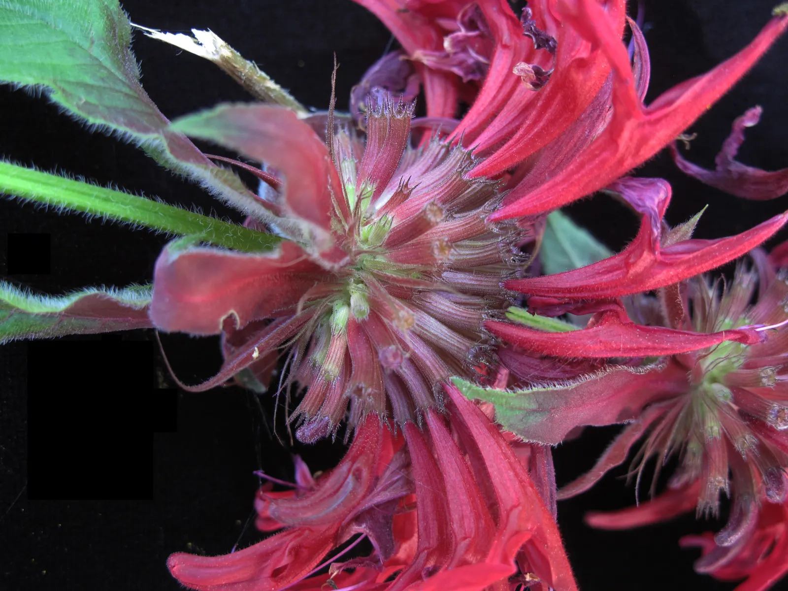 Bee Balm (Monarda Didyma) — Hardy in Zones 4-9, Bee Balm resists deer but may attract mildew if not properly spaced; herb / perennial with red blooms