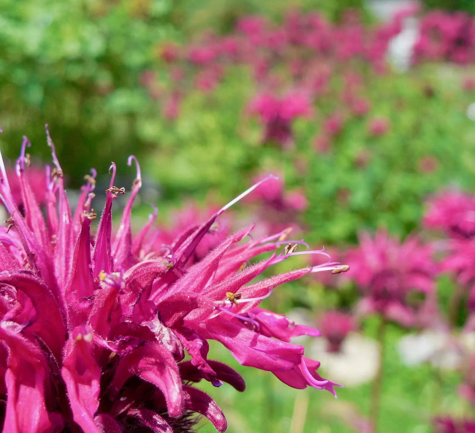 Bee Balm (Monarda Didyma) — adding functional value to its ornamental appeal; it reaches 2-4 feet in height with a spread of 2-3 feet
