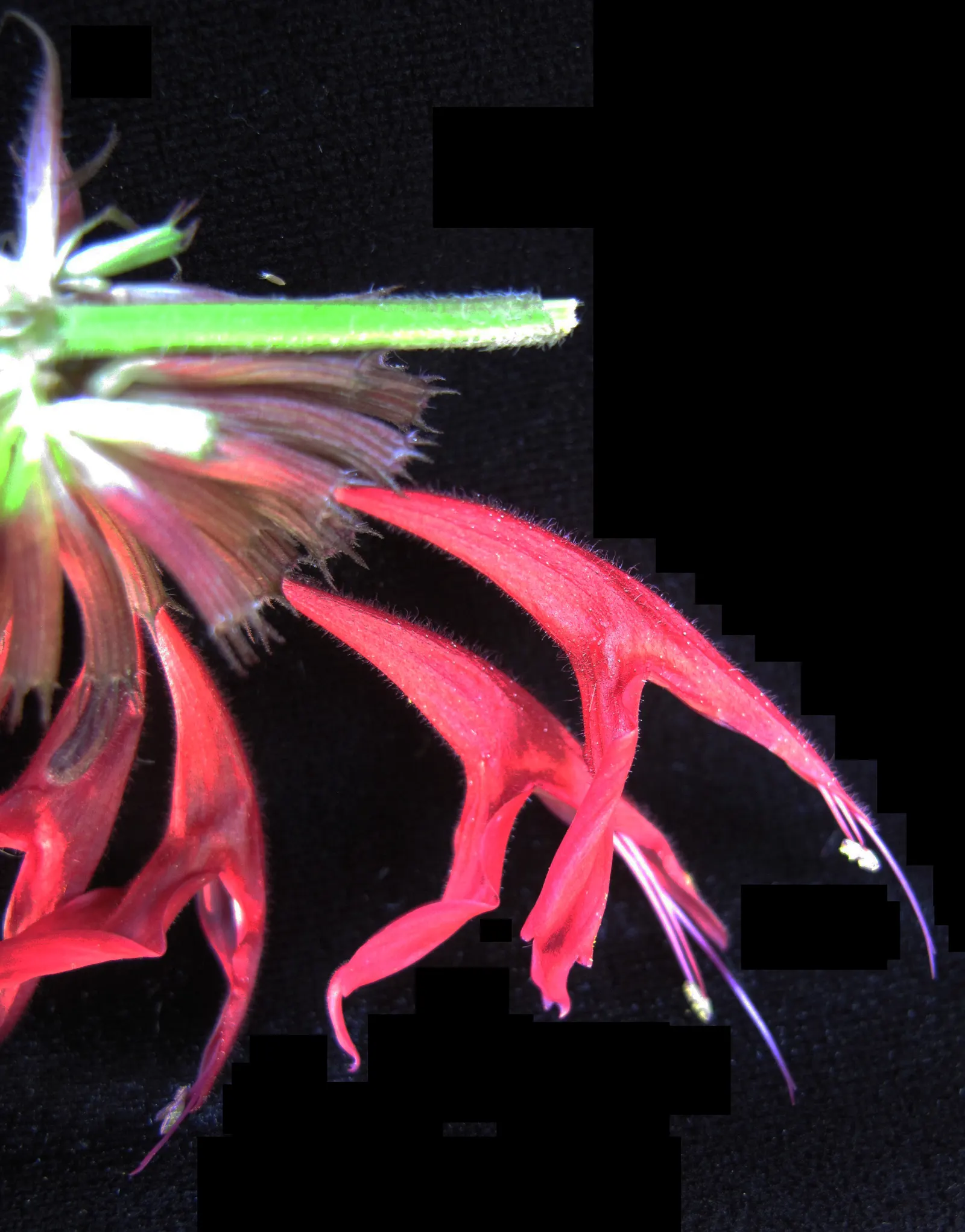 Bee Balm (Monarda Didyma) — the leaves of Bee Balm are fragrant when crushed and can be used to make herbal teas