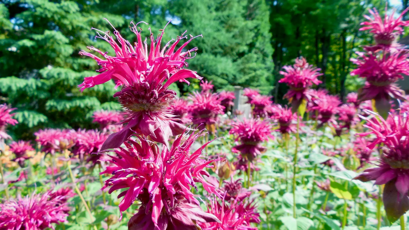 Bee Balm (Monarda Didyma) — herb / perennial with red blooms; the flowering season peaks in mid to late summer, image 79