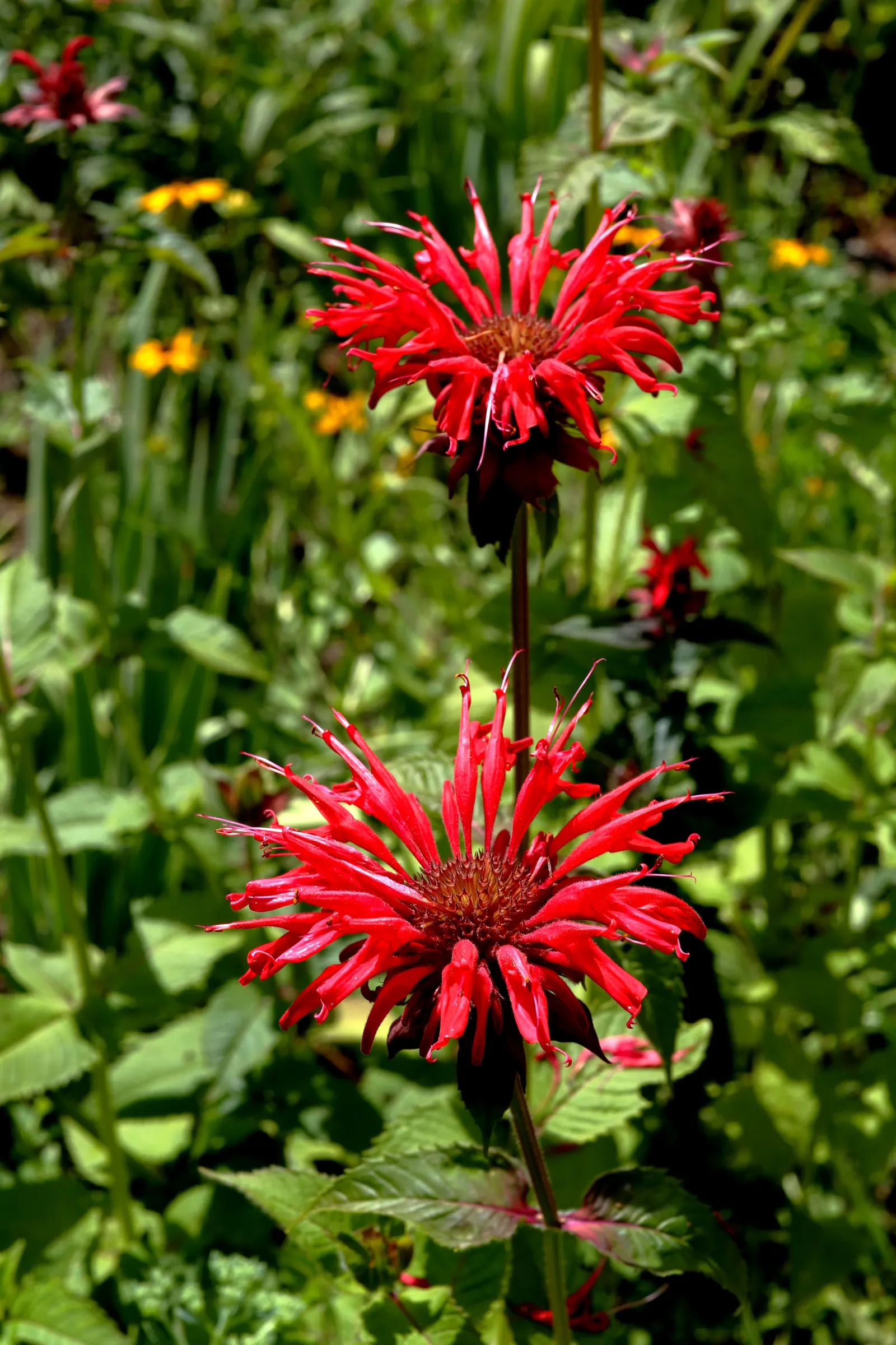 Bee Balm (Monarda Didyma) — Ideal for borders or wildflower gardens, it offers a pleasant fragrance and mid-summer blooms
