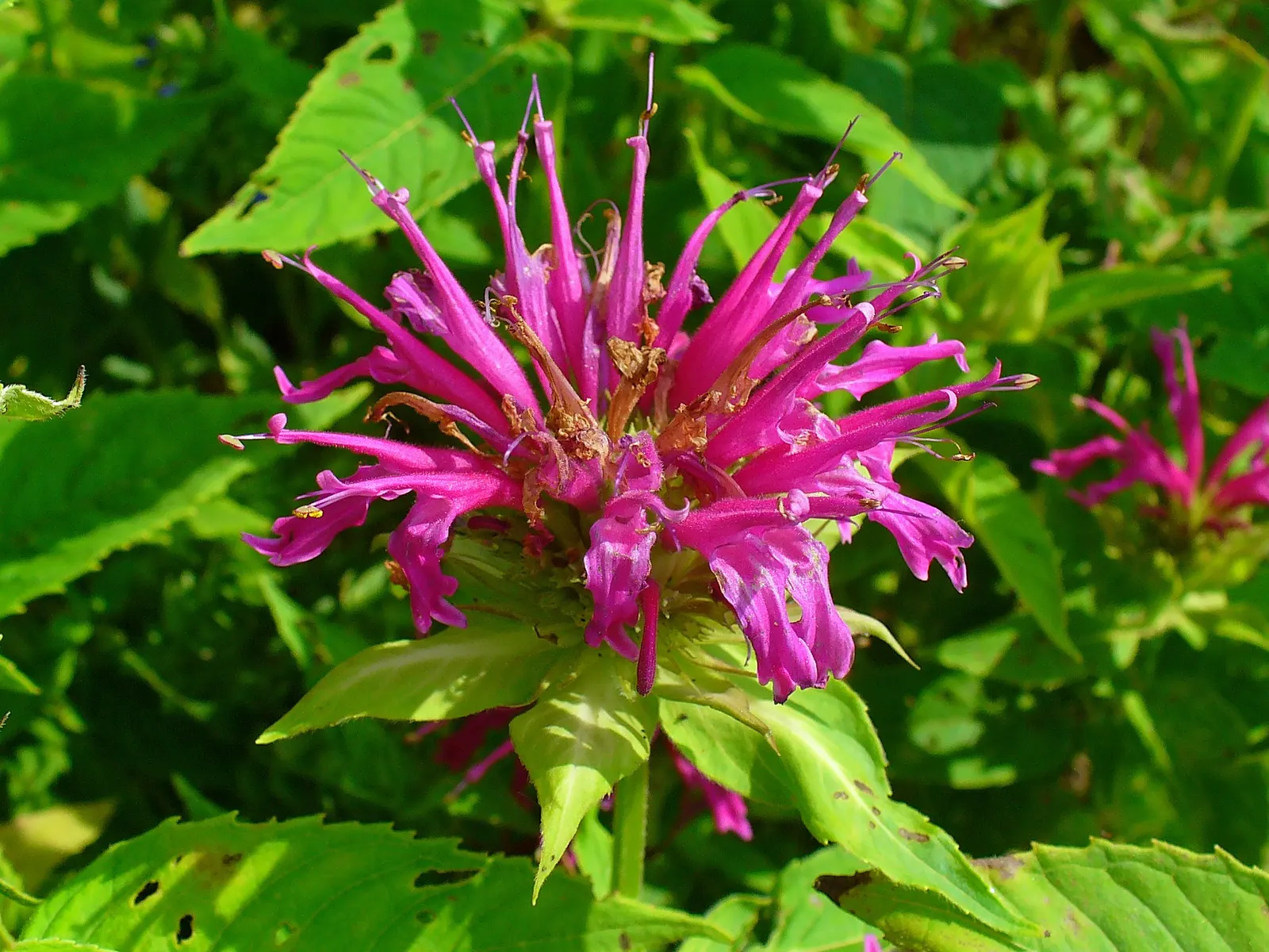 Bee Balm (Monarda Didyma) — scientifically named Monarda didyma; hardy in Zones 4-9, Bee Balm resists deer but may attract mildew if not properly, image 87