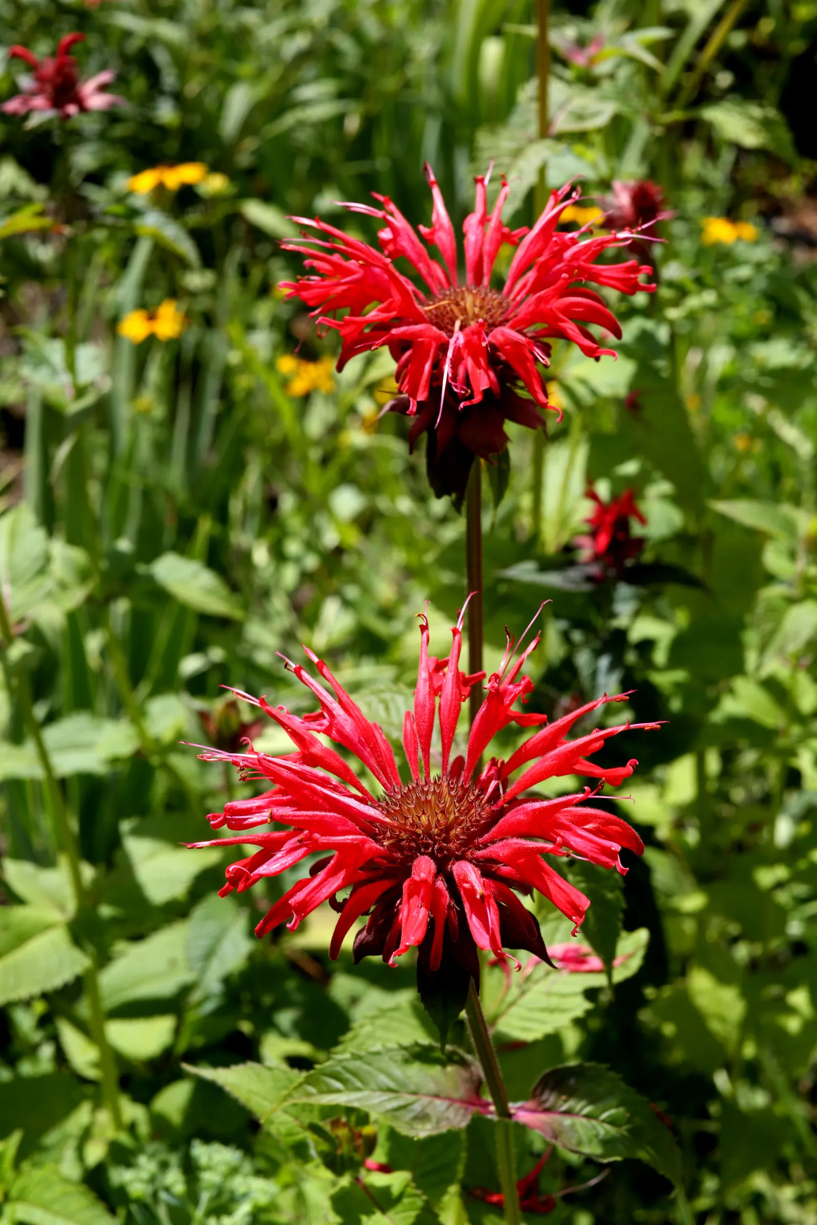 Bee Balm (Monarda Didyma) — Plant it in an area that receives full sun to partial shade with well-drained soil; thrives in full sun to partial shade and