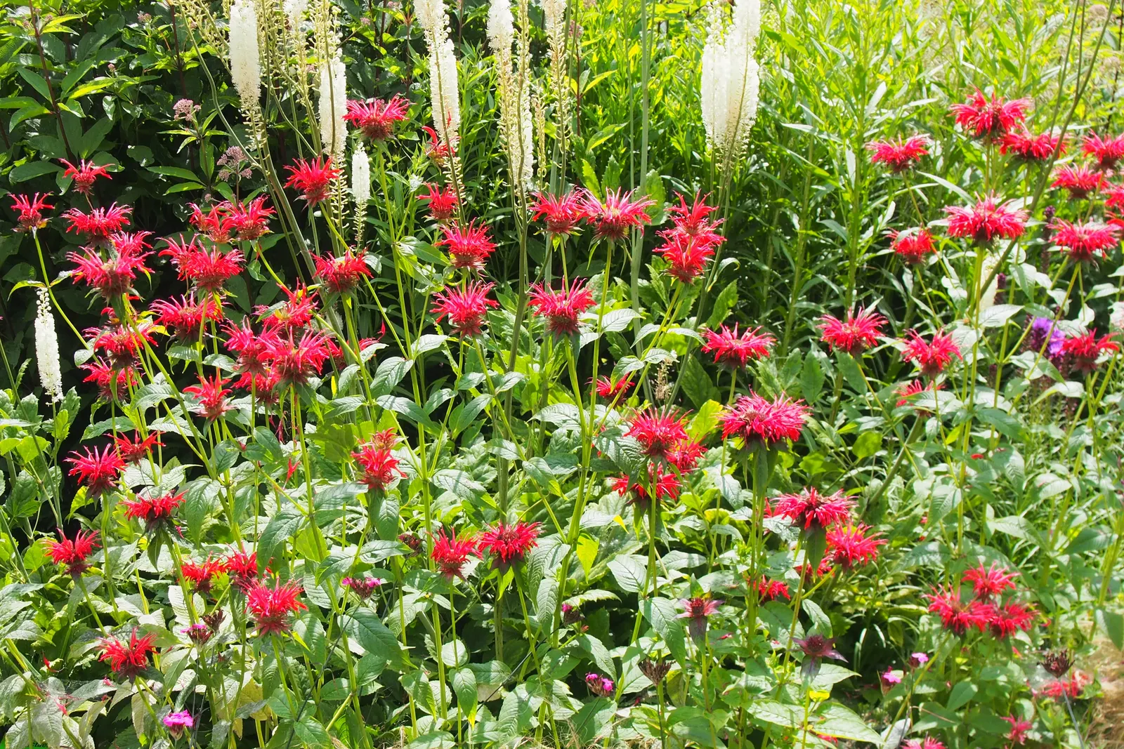 Bee Balm (Monarda Didyma) — the plant's tendency to spread makes it a great option for filling in spaces; depending on the cultivar, image 56
