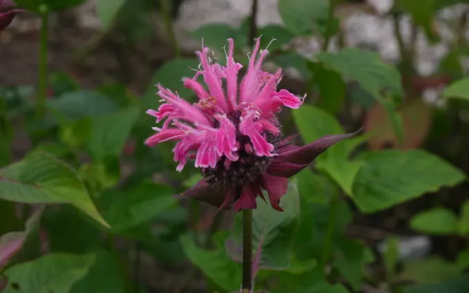 Bee Balm (Monarda Didyma) — a common issue with this species.<br><br>Notably