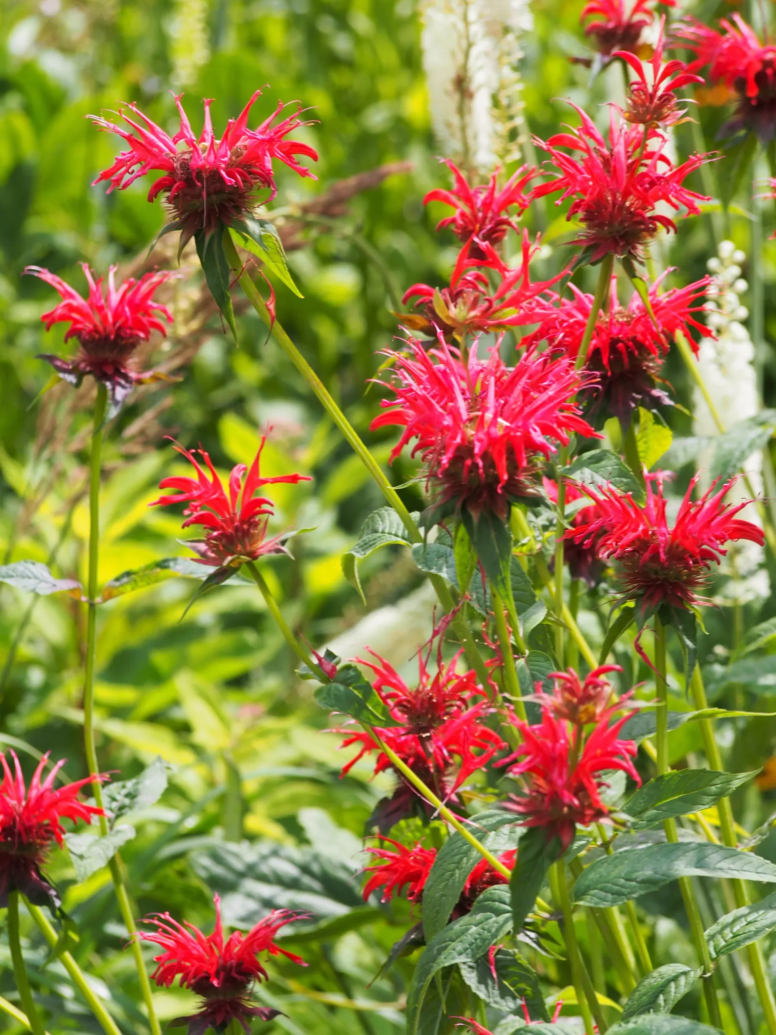Bee Balm (Monarda Didyma) — Plant it in an area that receives full sun to partial shade with well-drained soil; thrives in full sun to partial, image 52