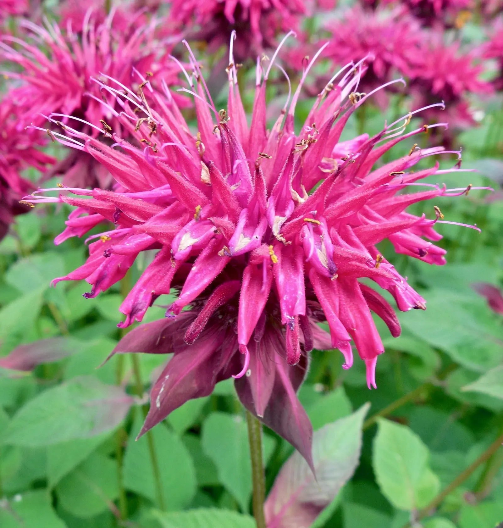 Bee Balm (Monarda Didyma) — but may require control in smaller garden designs; the plant's tendency to spread makes it a great option for filling in spaces