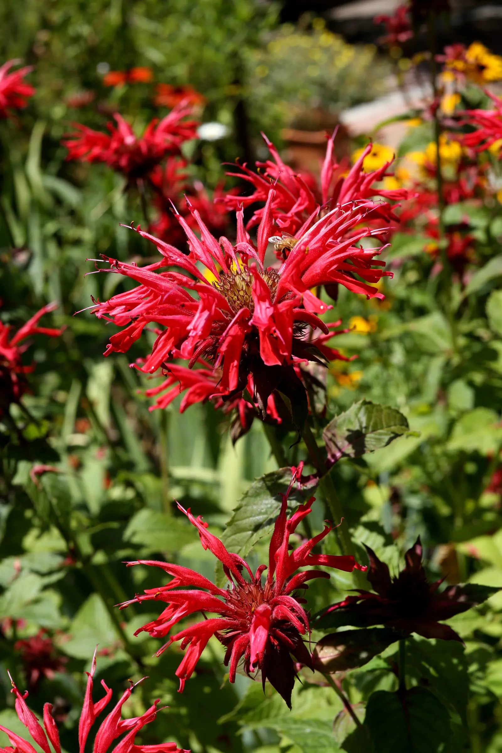Bee Balm (Monarda Didyma) — It reaches 2-4 feet in height with a spread of 2-3 feet; bee Balm makes an eye-catching addition to borders or as part, image 82