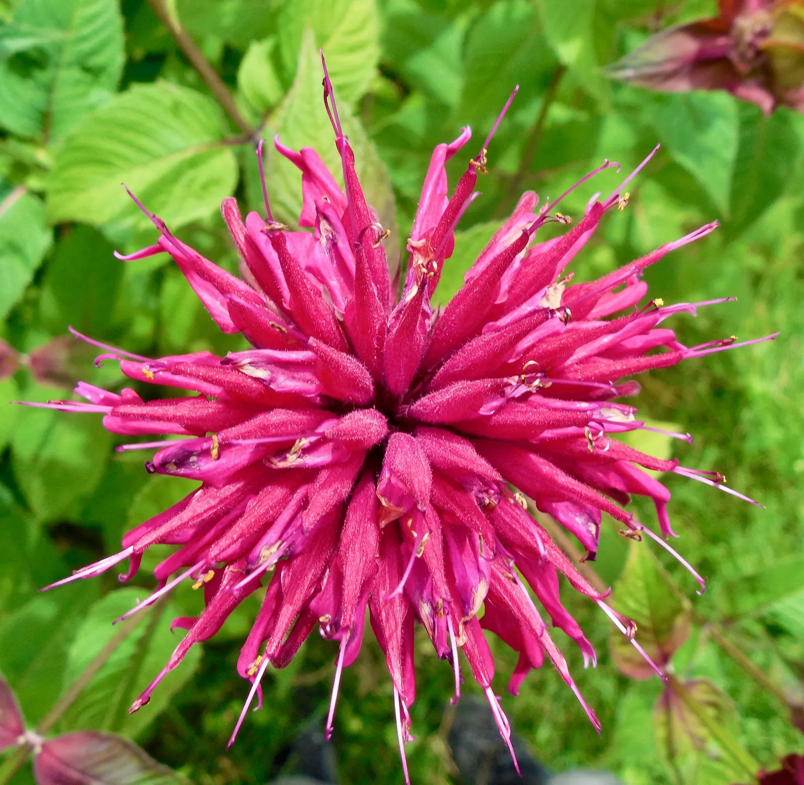 Bee Balm (Monarda Didyma) — Bee Balm makes an eye-catching addition to borders or as part of a naturalized meadow or cottage garden; the leaves of Bee Balm are