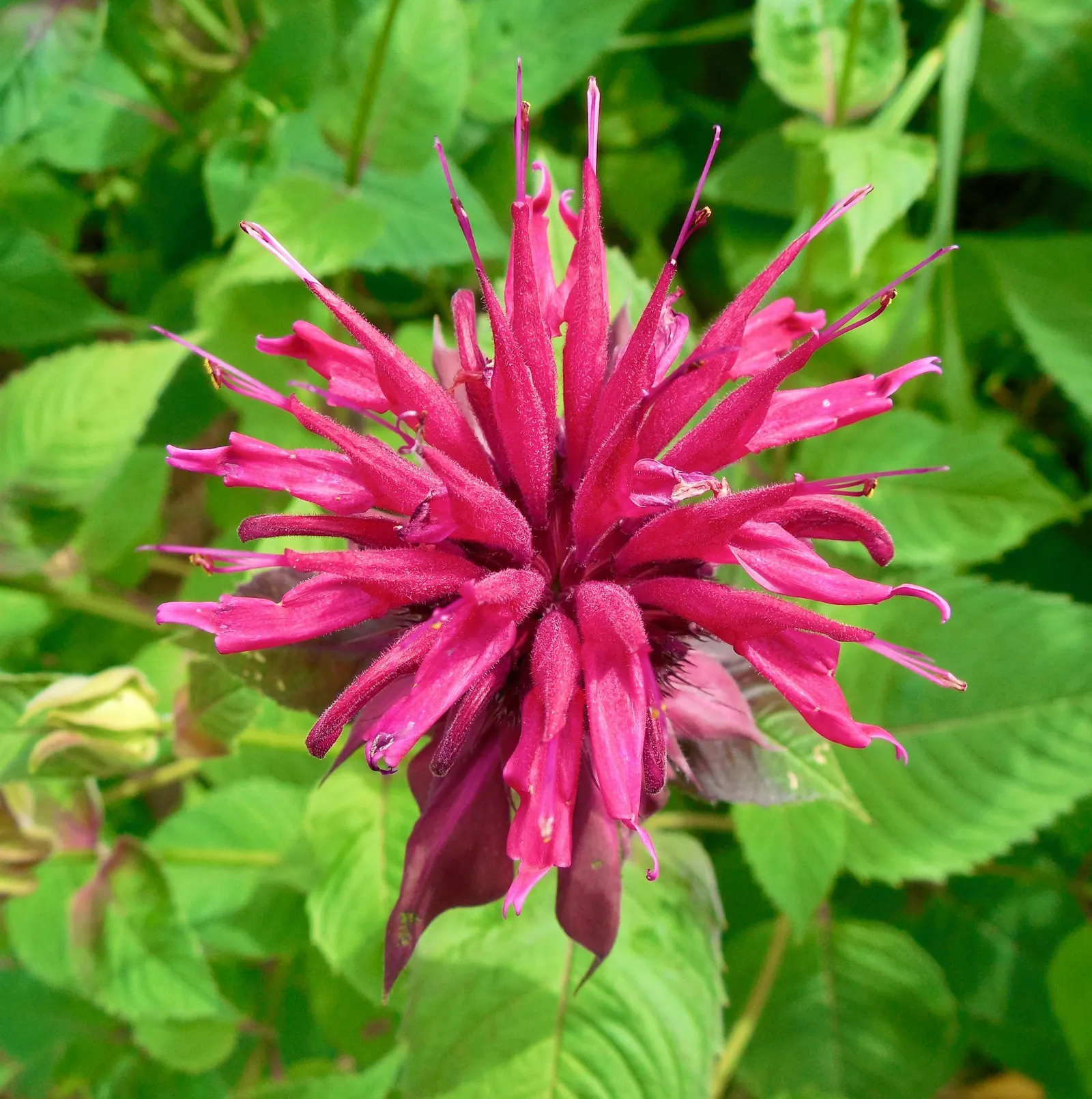 Bee Balm (Monarda Didyma) — Ideal for borders or wildflower gardens, it offers a pleasant fragrance and mid-summer blooms; regular deadheading encourages