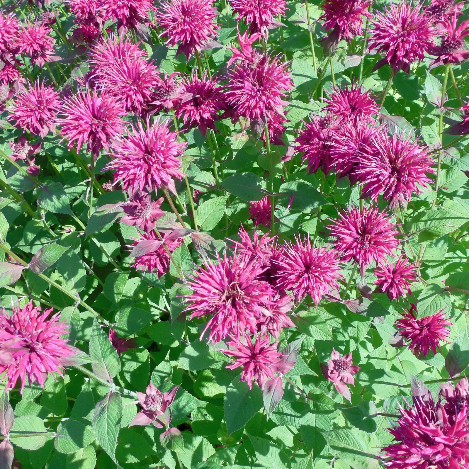 Bee Balm (Monarda Didyma) — showcasing tubular red flowers that attract pollinators; red flowers in the garden, image 103