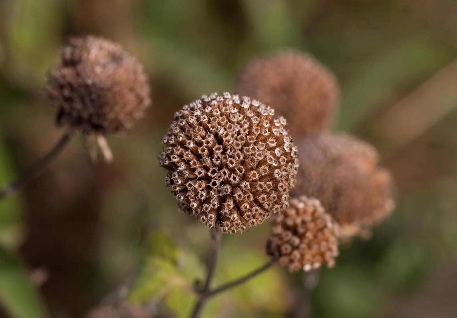 Bee Balm (Monarda Didyma) — herb / perennial for full or half; but may require control in smaller garden designs, image 80