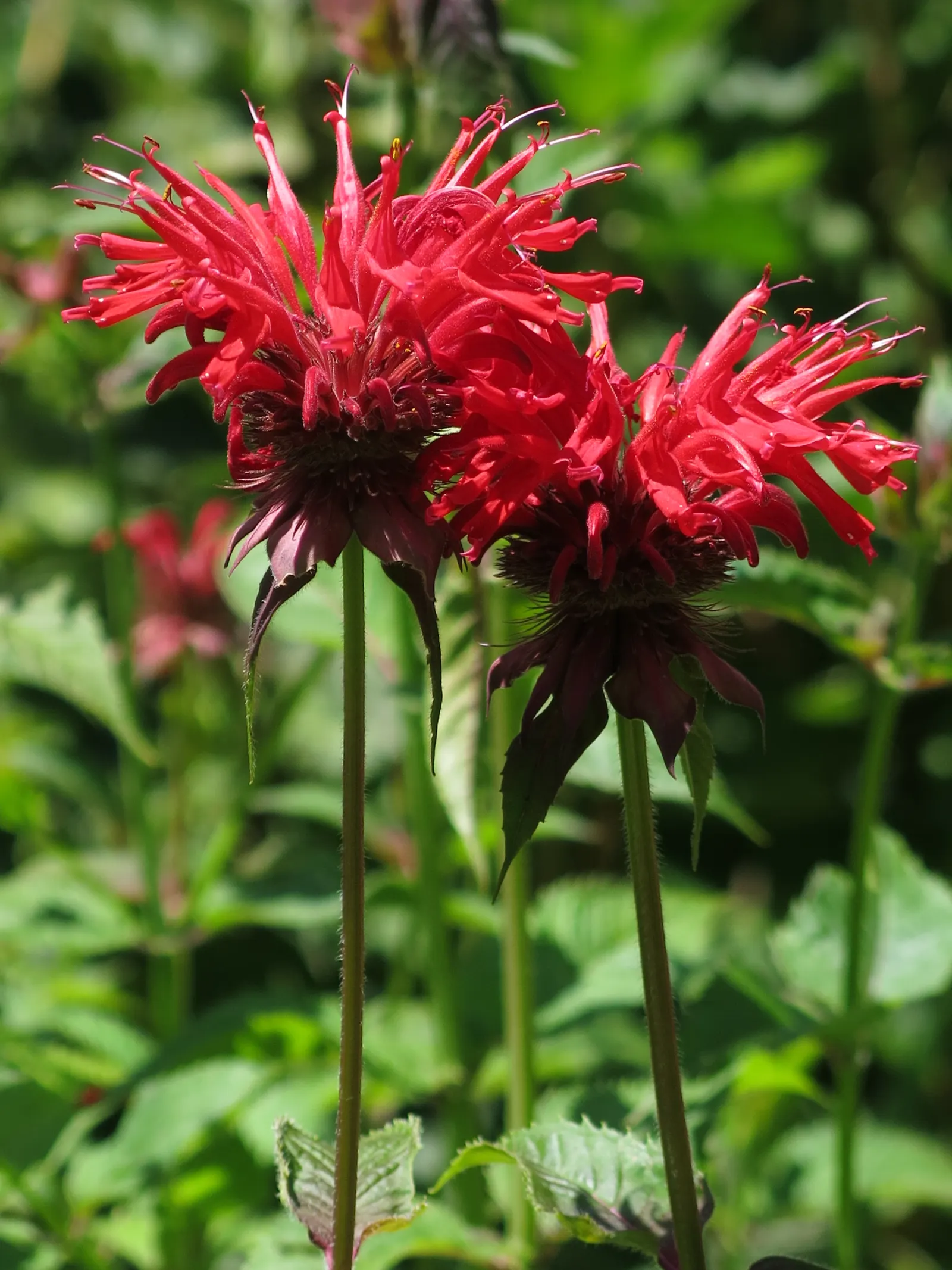 Bee Balm (Monarda Didyma) — scientifically named Monarda didyma; hardy in Zones 4-9, Bee Balm resists deer but may attract mildew if not properly, image 107
