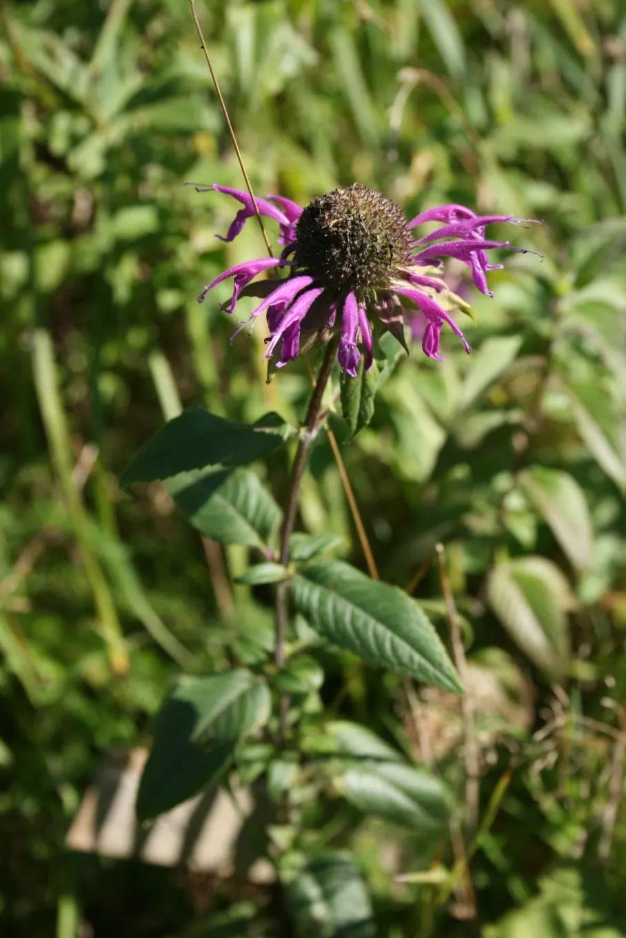Bee Balm (Monarda Didyma) — depending on the cultivar; herb / perennial for full or half, image 109