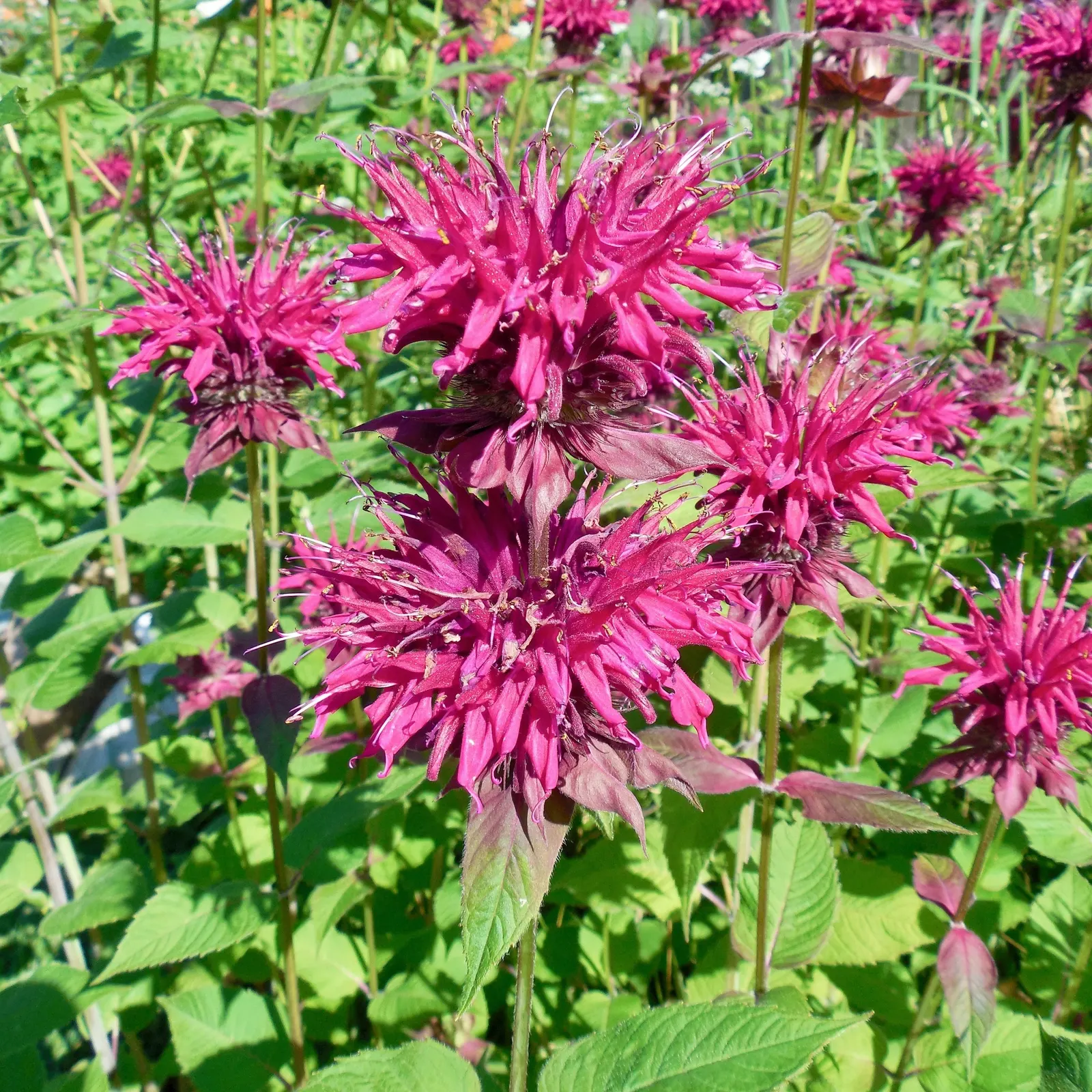 Bee Balm (Monarda Didyma) — Hardy in Zones 4-9, Bee Balm resists deer but may attract mildew if not properly spaced
