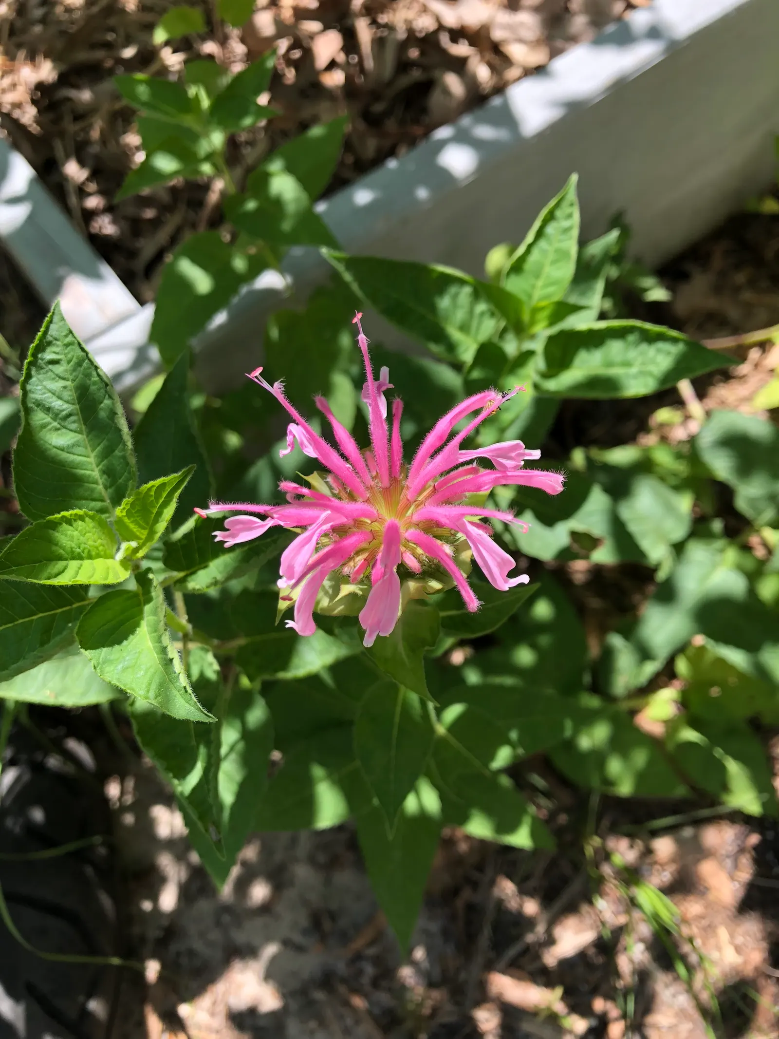 Bee Balm (Monarda Didyma) — herb / perennial for full or half; but may require control in smaller garden designs, image 100