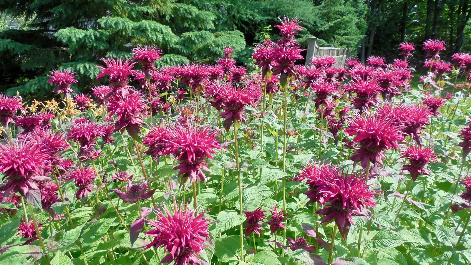 Bee Balm (Monarda Didyma) — thrives in full sun to partial shade and prefers moist; ideal for borders or wildflower gardens, it offers a pleasant, image 41