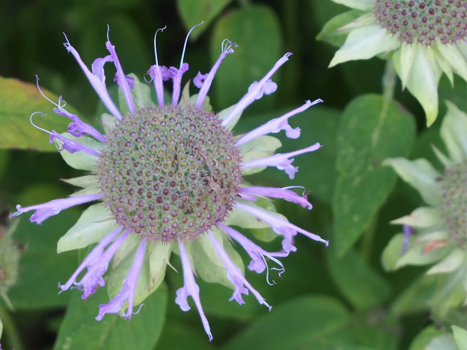 Bee Balm (Monarda Didyma) — The flowering season peaks in mid to late summer; scientifically named Monarda didyma, image 110