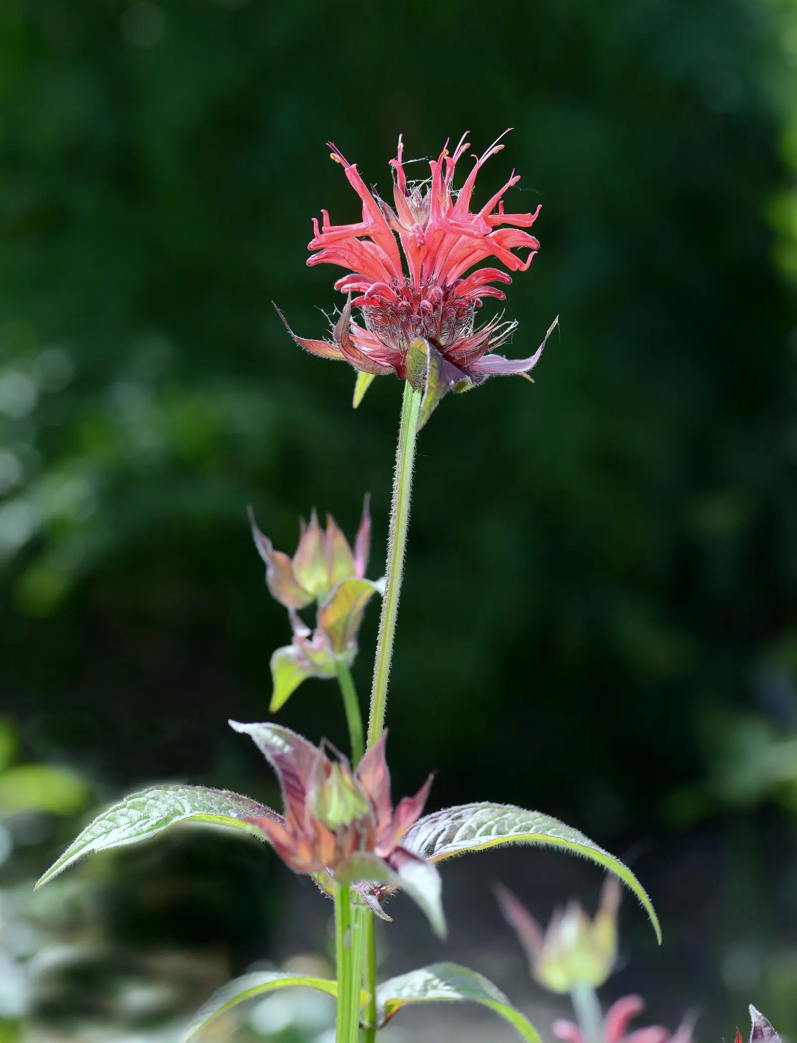 Bee Balm (Monarda Didyma) — is a perennial that boasts a vibrant display and is a favorite for pollinators; a common issue with this, image 88