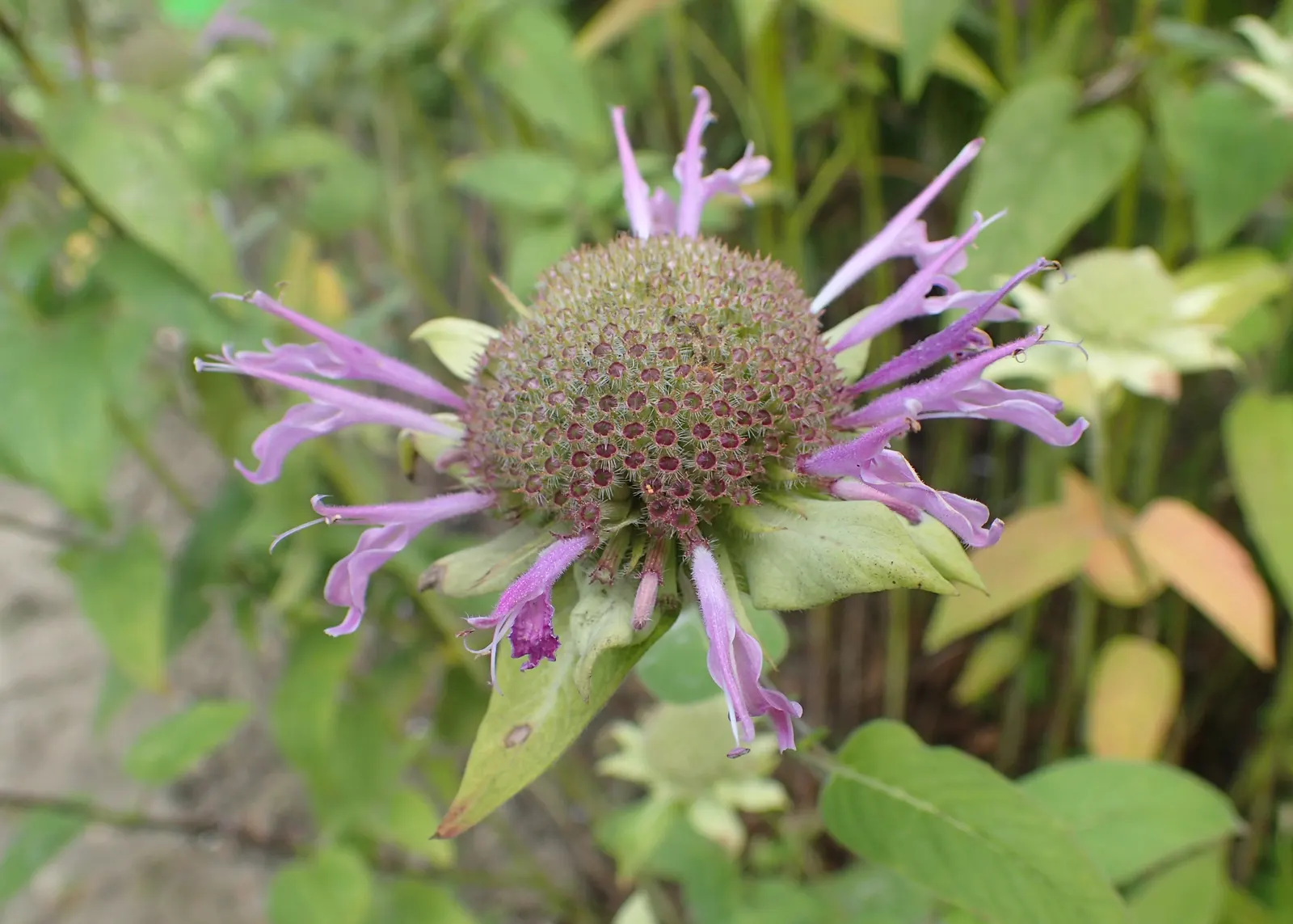 Bee Balm (Monarda Didyma) — Ideal for borders or wildflower gardens, it offers a pleasant fragrance and mid-summer blooms; regular deadheading, image 44