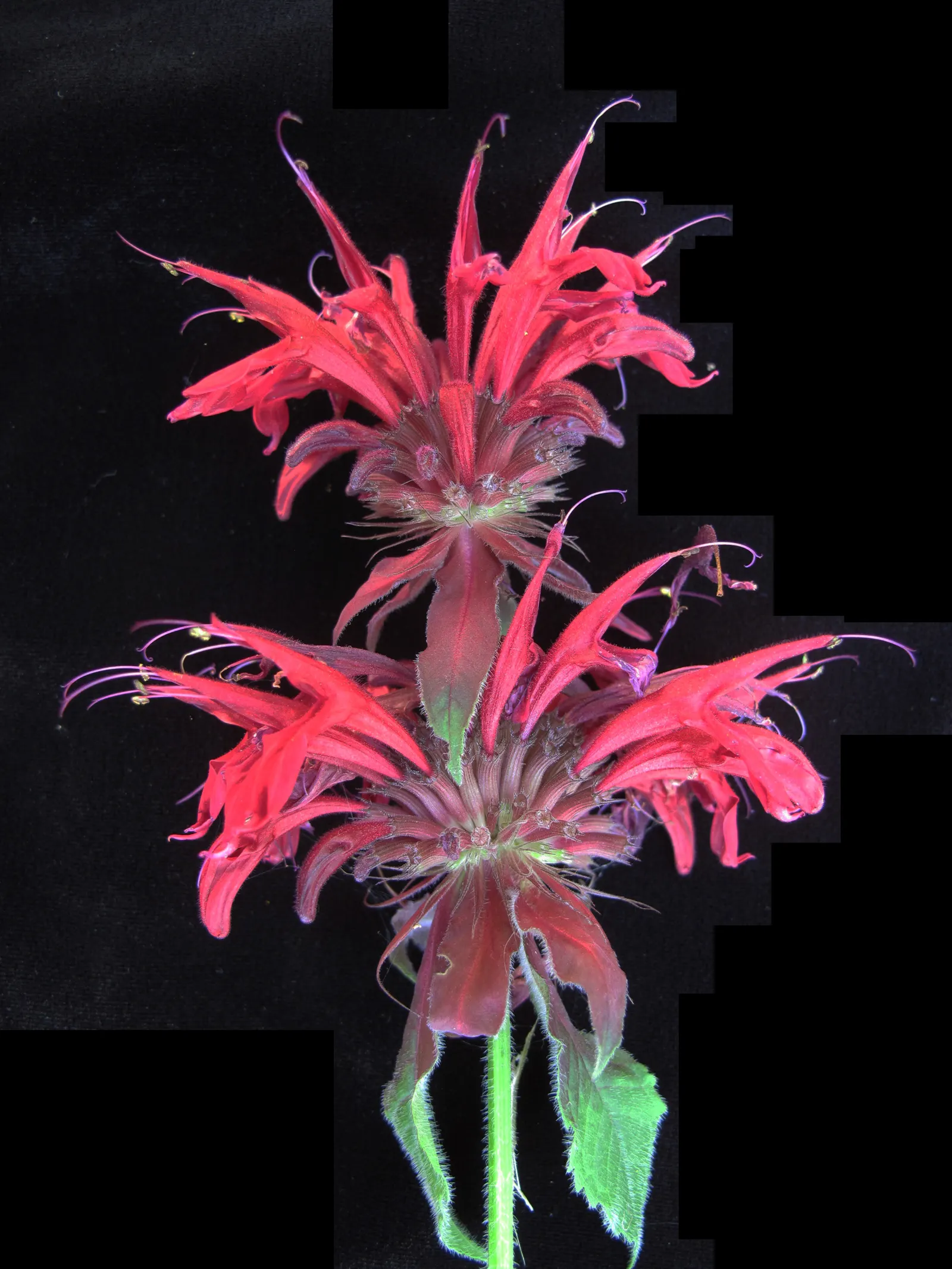 Bee Balm (Monarda Didyma) — Regular deadheading encourages prolonged flowering; plant it in an area that receives full sun to partial shade with well-drained