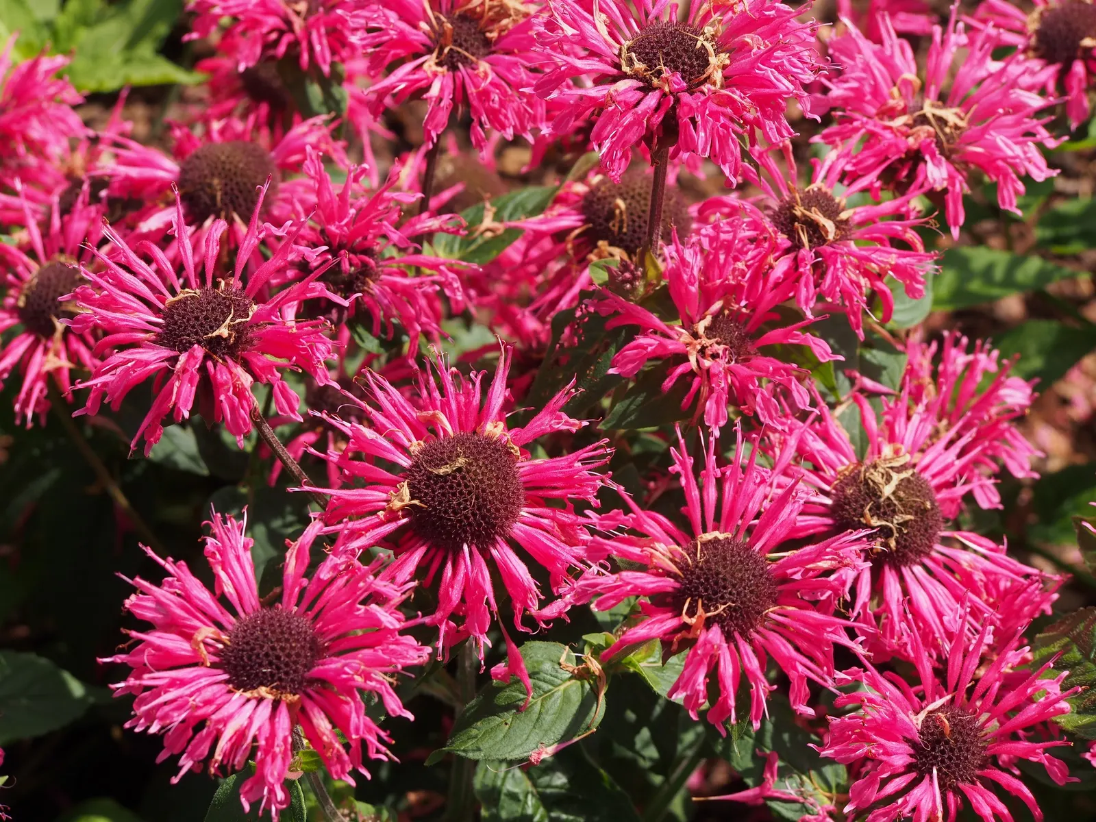 Bee Balm (Monarda Didyma) — is a perennial that boasts a vibrant display and is a favorite for pollinators; a common issue with this, image 68
