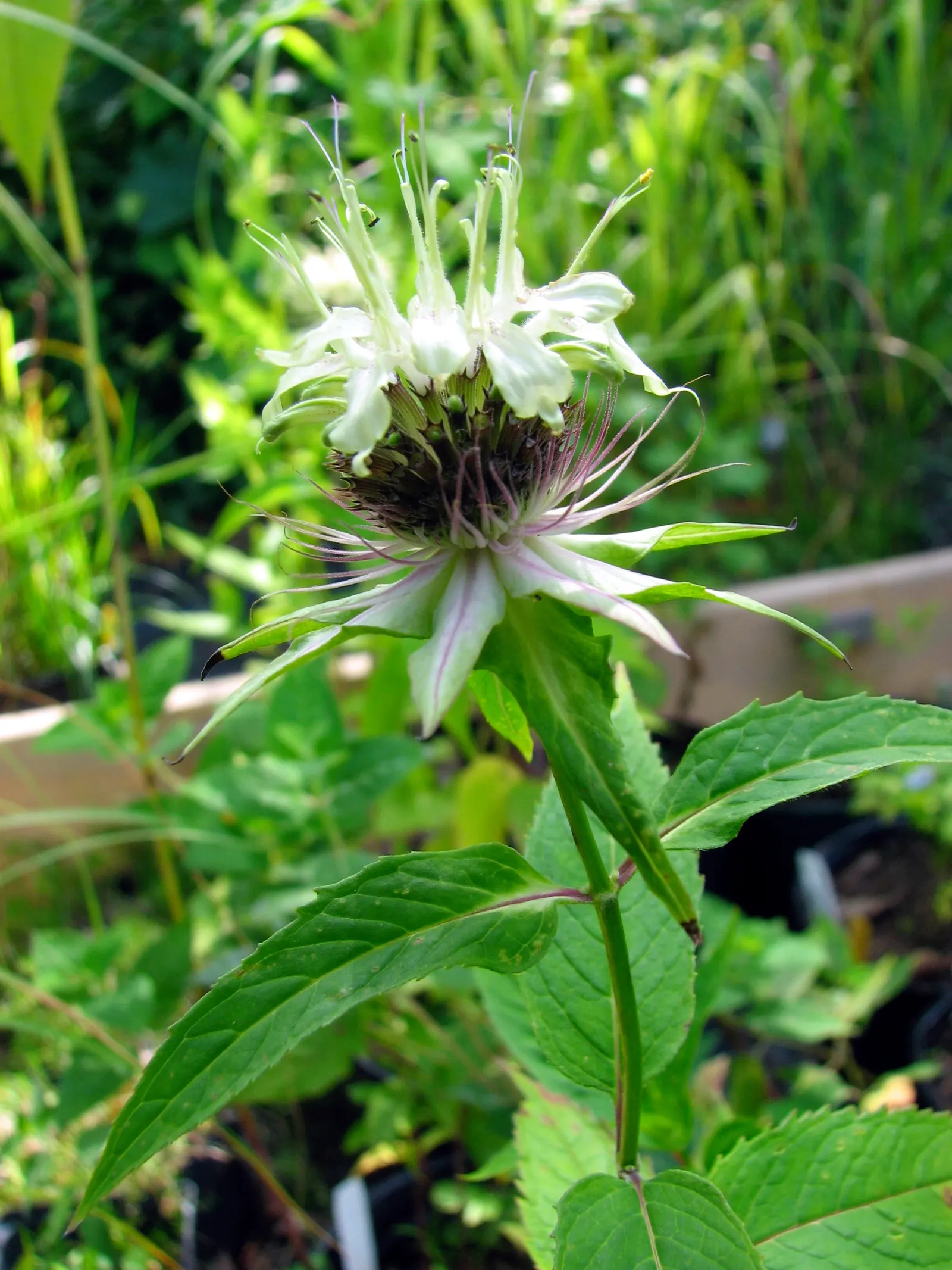 Bee Balm (Monarda Didyma) — showcasing tubular red flowers that attract pollinators; red flowers in the garden